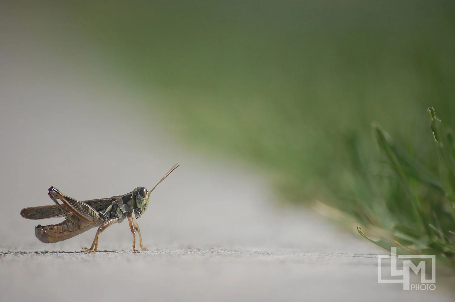 grasshopper.jpg
