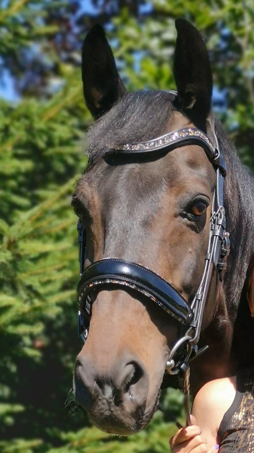 Safari Bridle