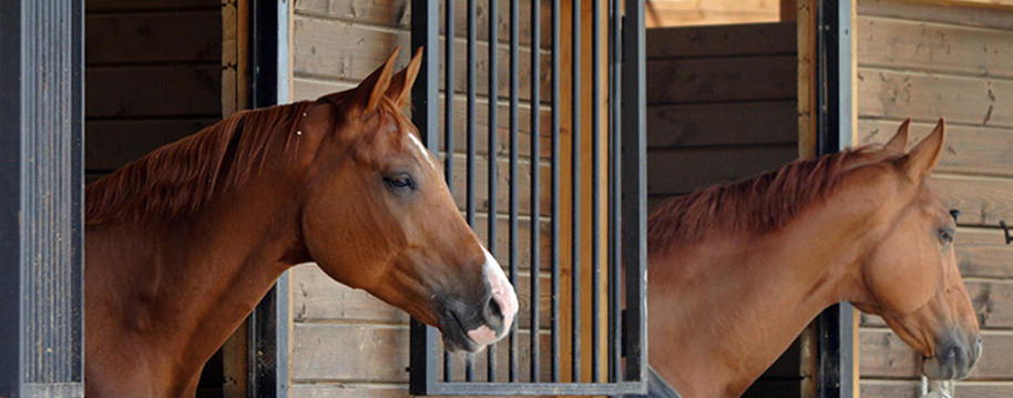 for-livery-stables-in-york-call-granary-livery-stables-horses.png
