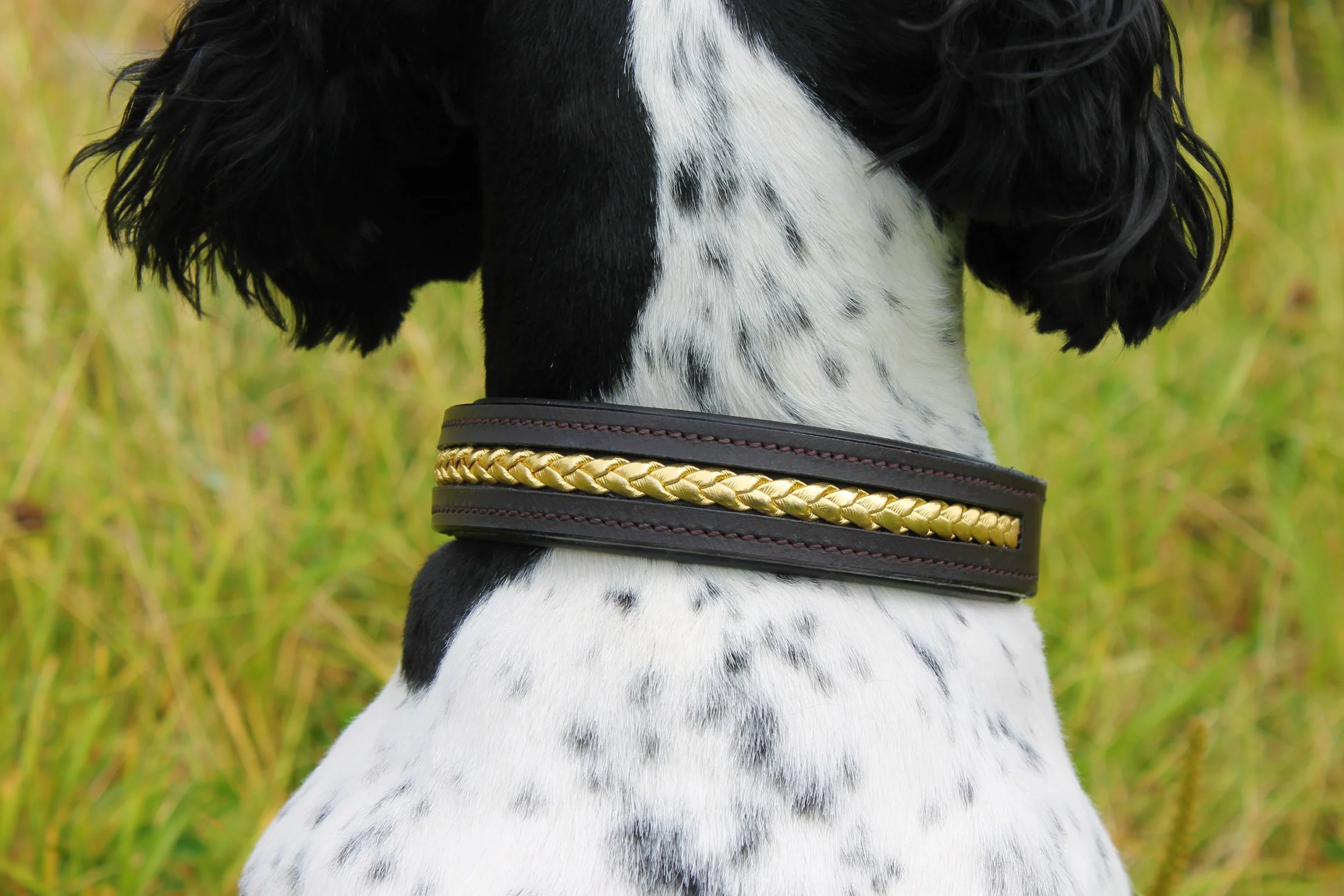 Stampede Equestrian — Dog Collars