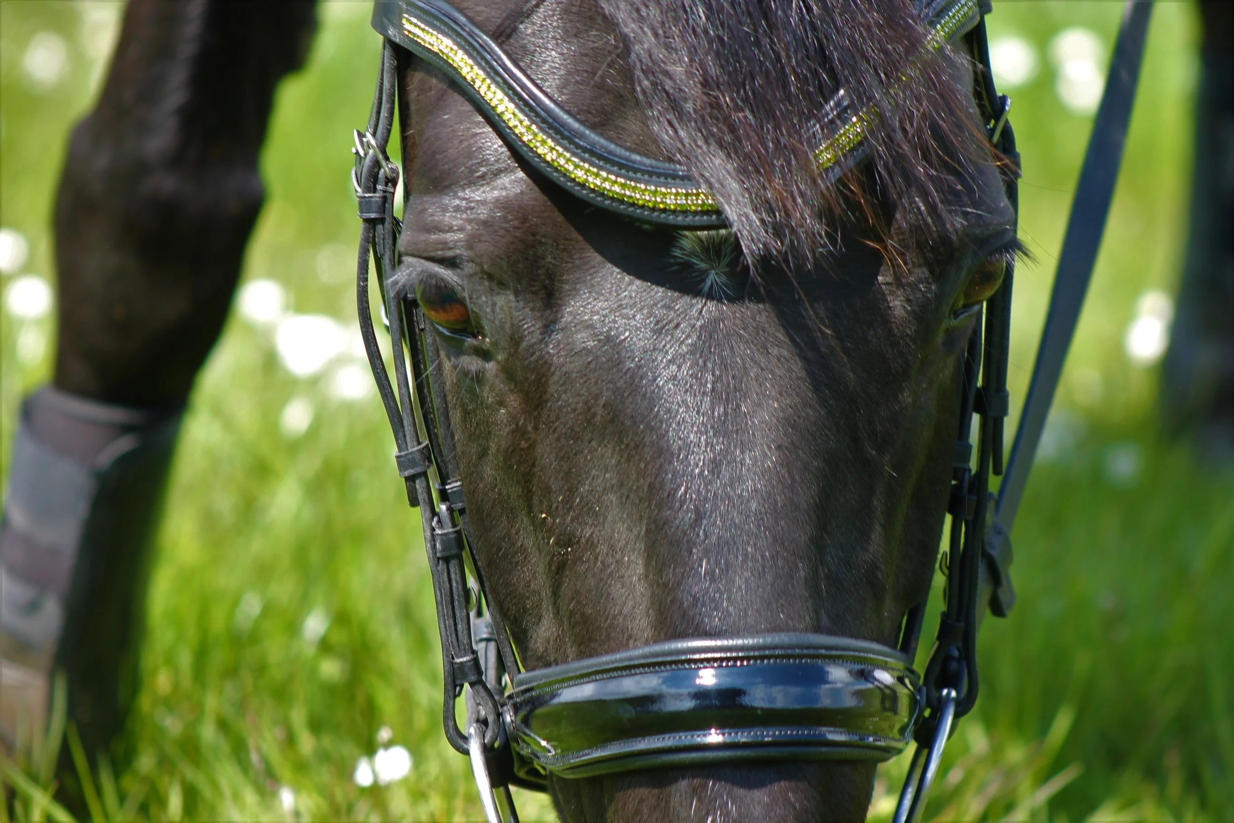green browband 