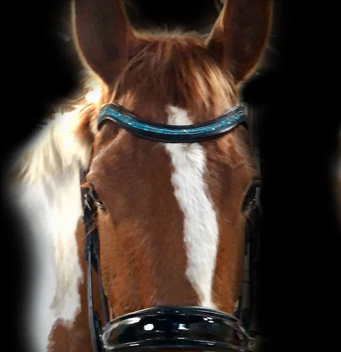 Brendas-horse-low-res.jpg