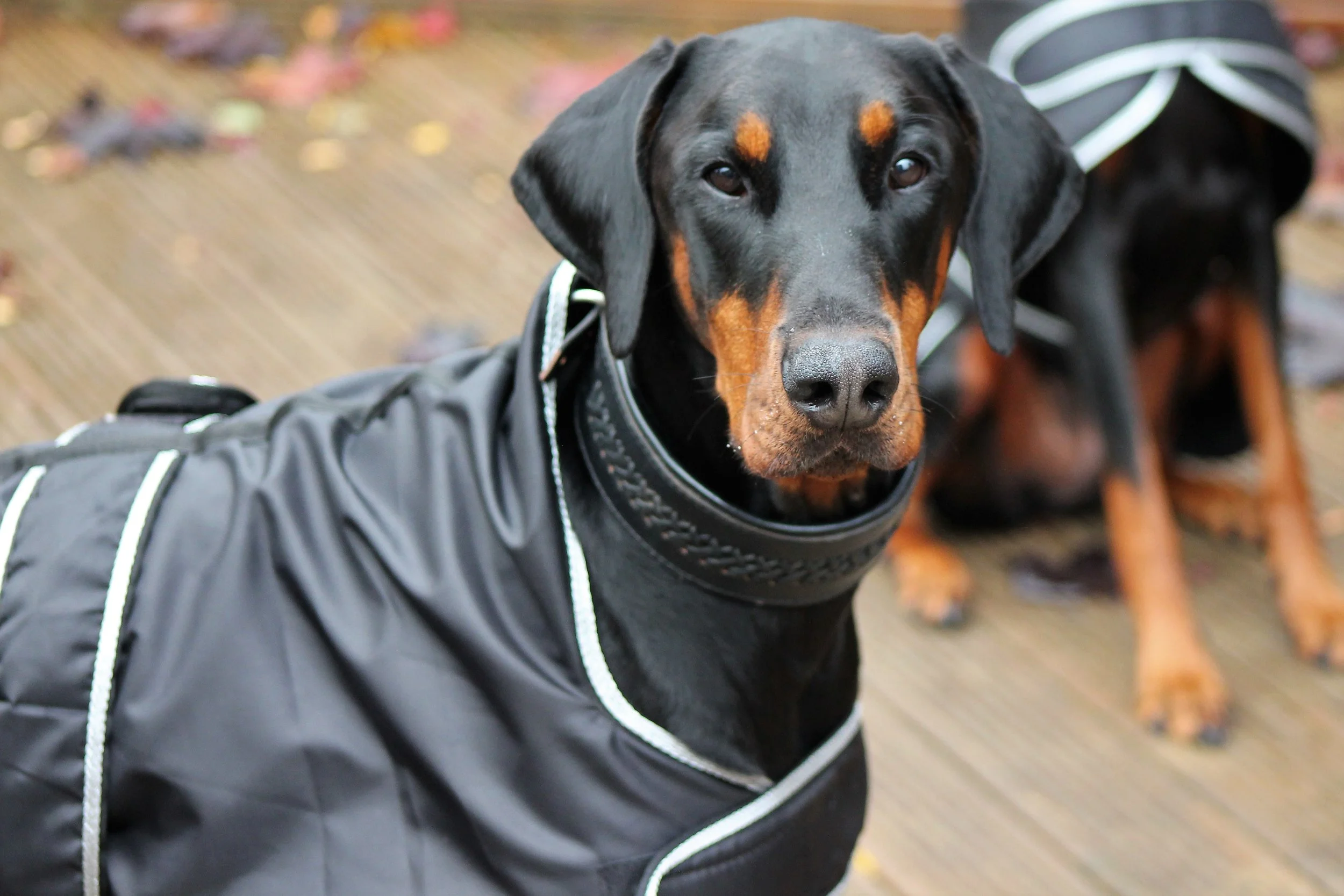 dog fashion