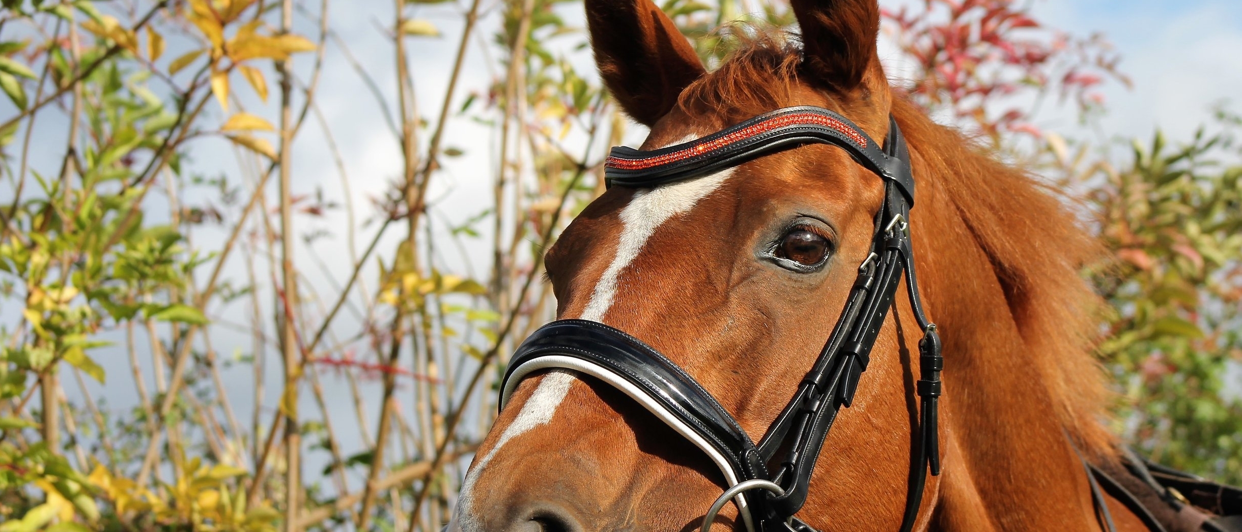 Autumn bridle colours