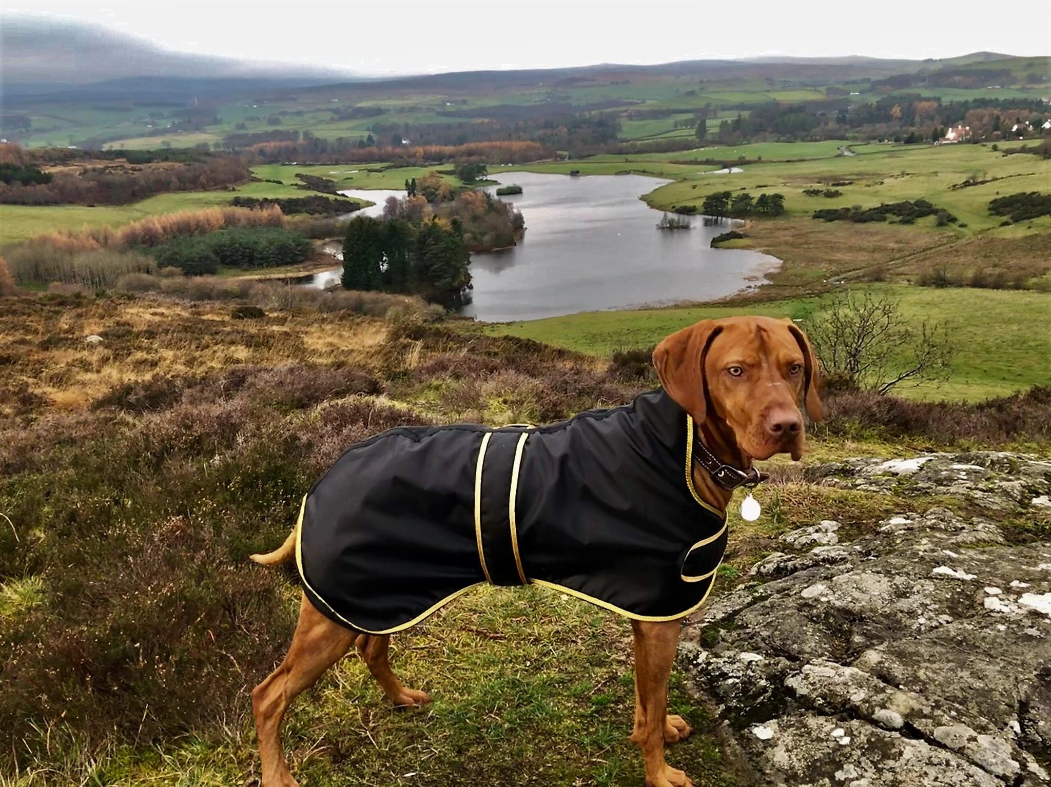 Stampede Equestrian — Dog Coats