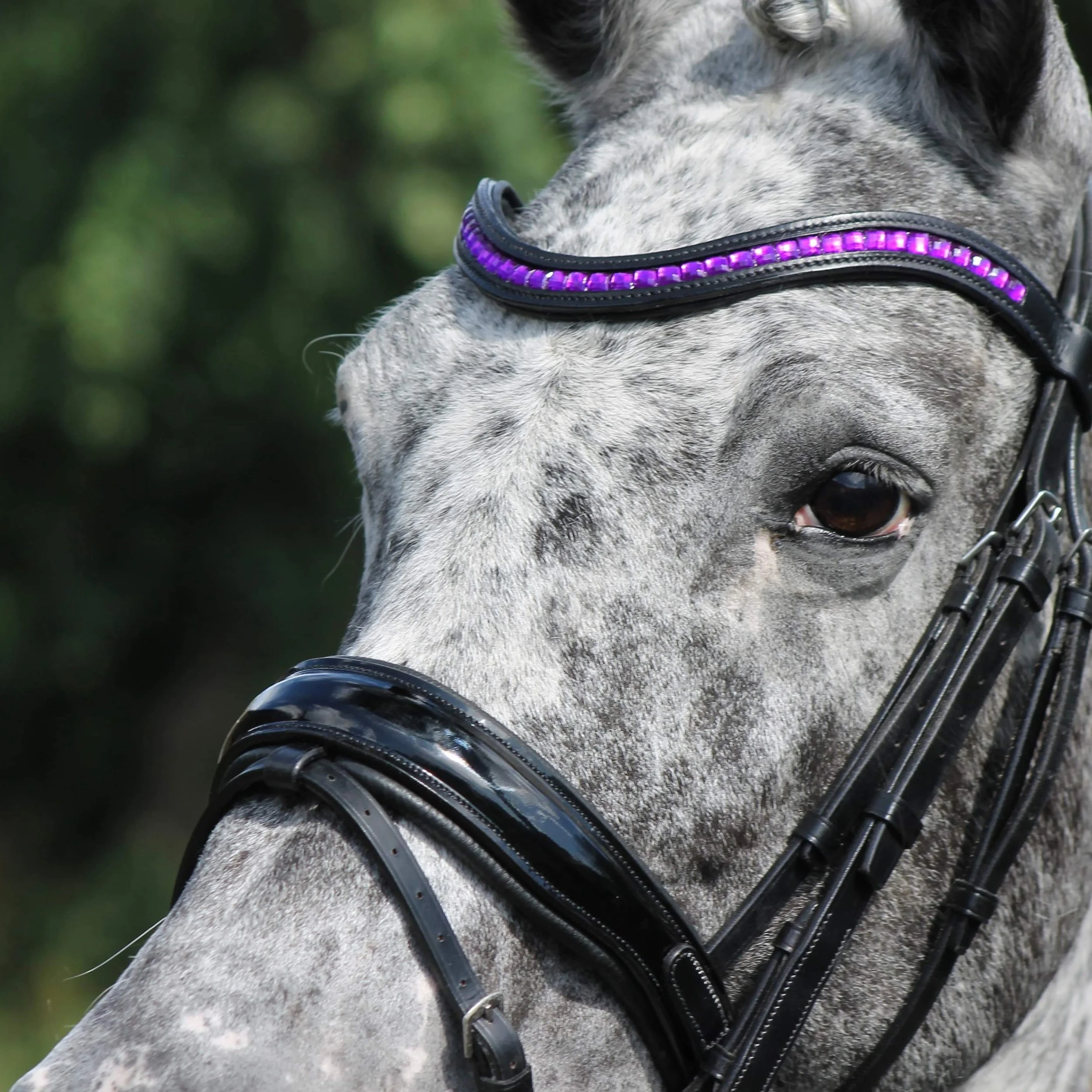 Purple browband