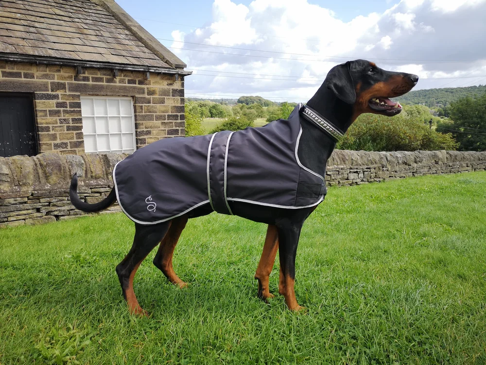 Stampede Equestrian Dog Coats