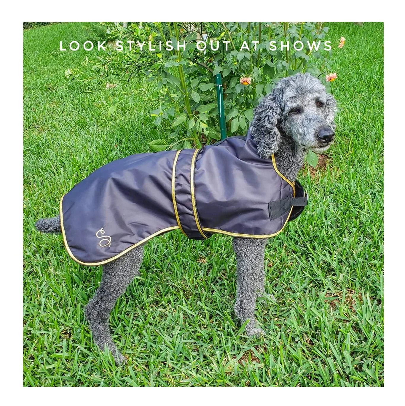 dog coat standard poodle