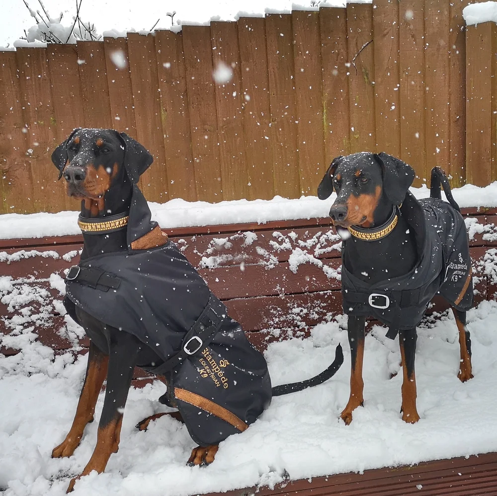Rottweiler dog jackets outlet