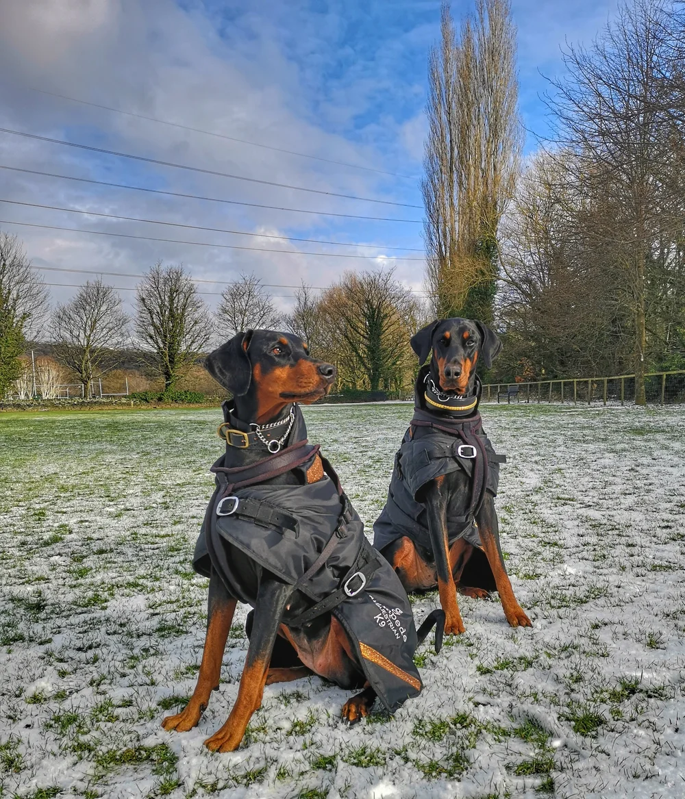 dog coats doberman winter clothes