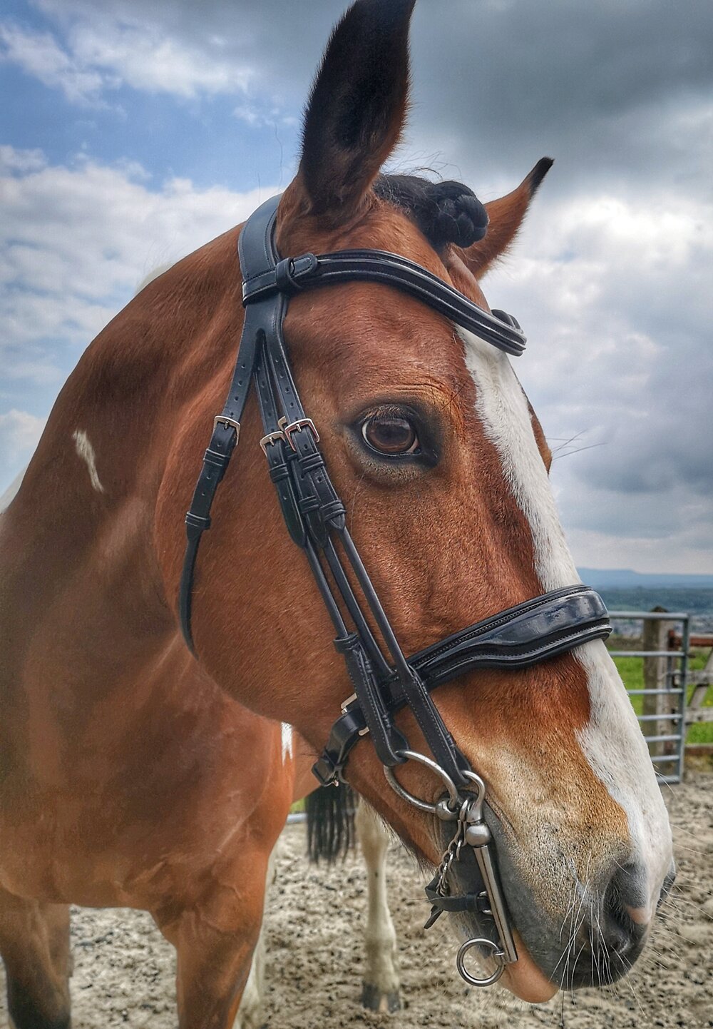Hanoverian Bridle with Rolled Leather Green Crystal Browband 