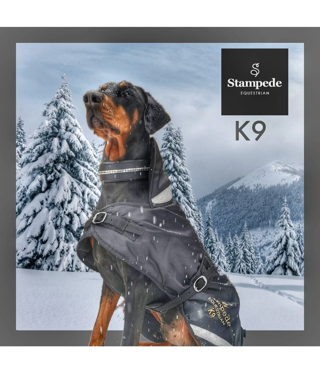 Stampede Equestrian — Dog Coats