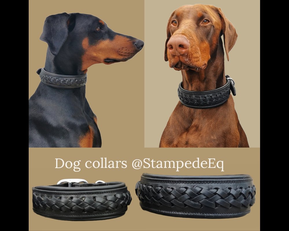 2 inch dog collar discount
