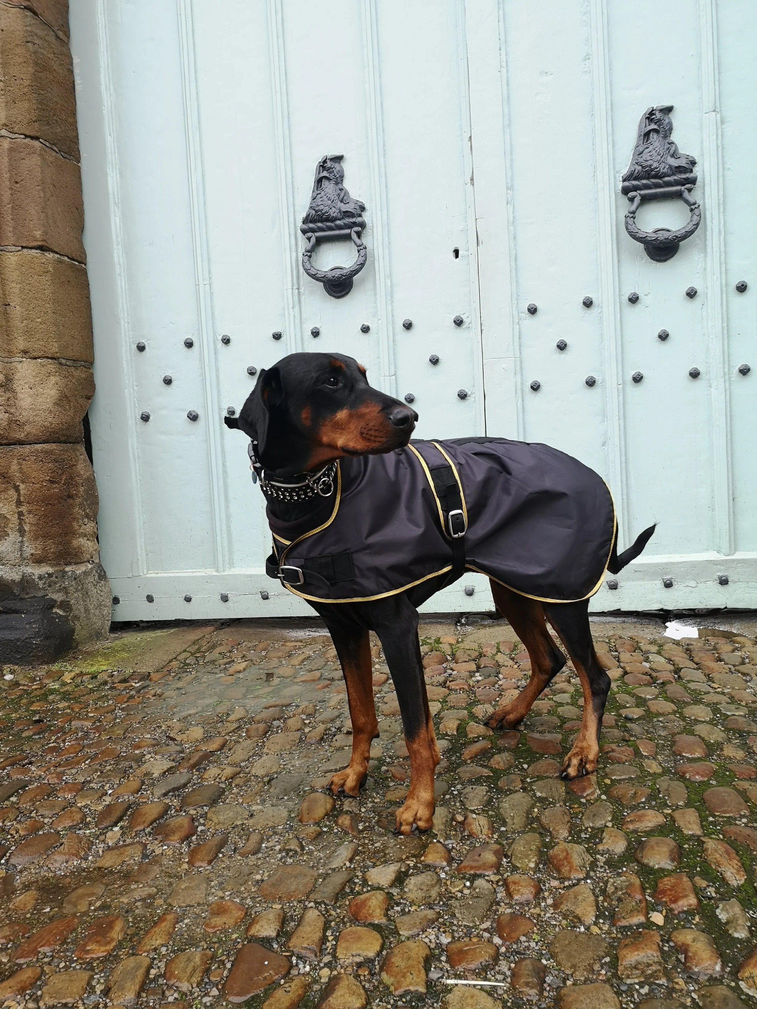 Stampede Equestrian — Dog Coats