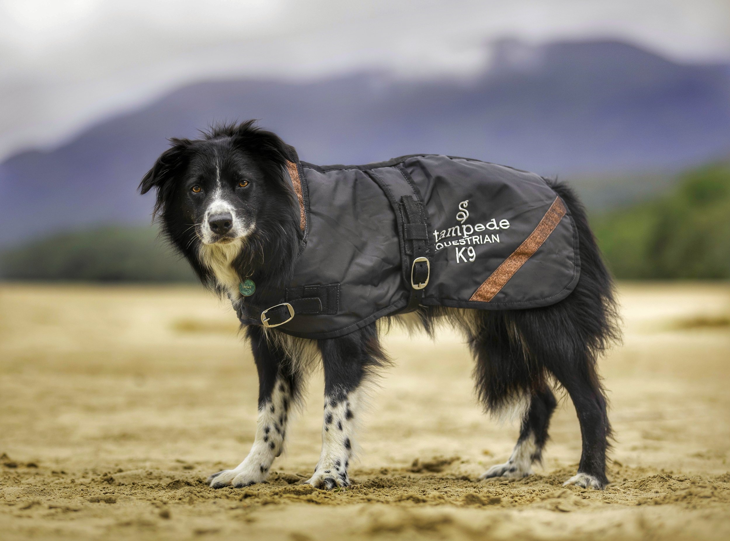 border collie raincoat