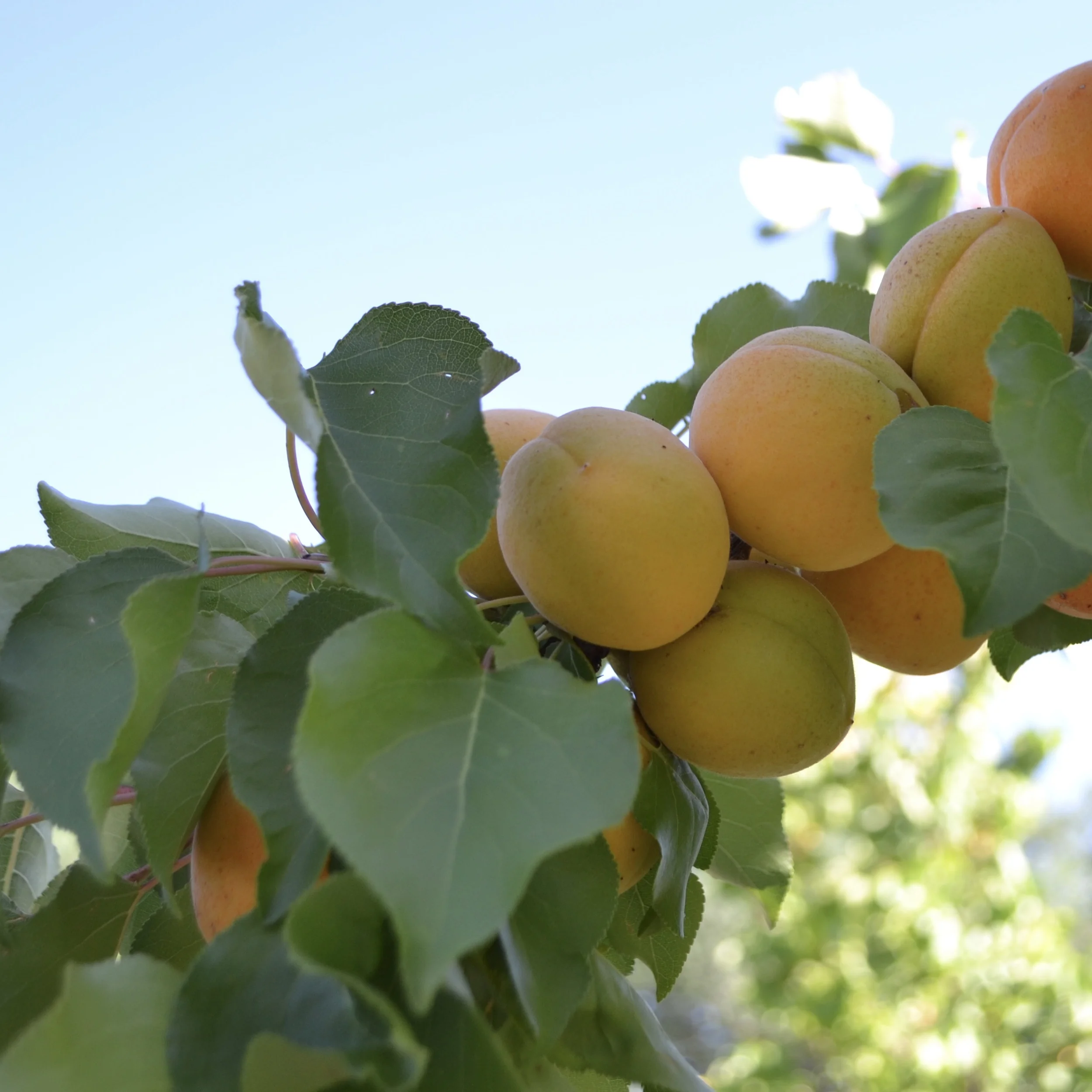 How do you make working from home with kids work?