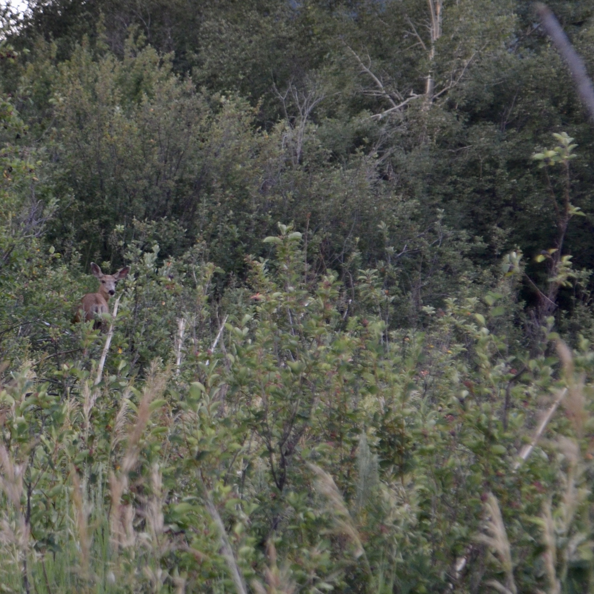 Grace in small things, July 21, 2016