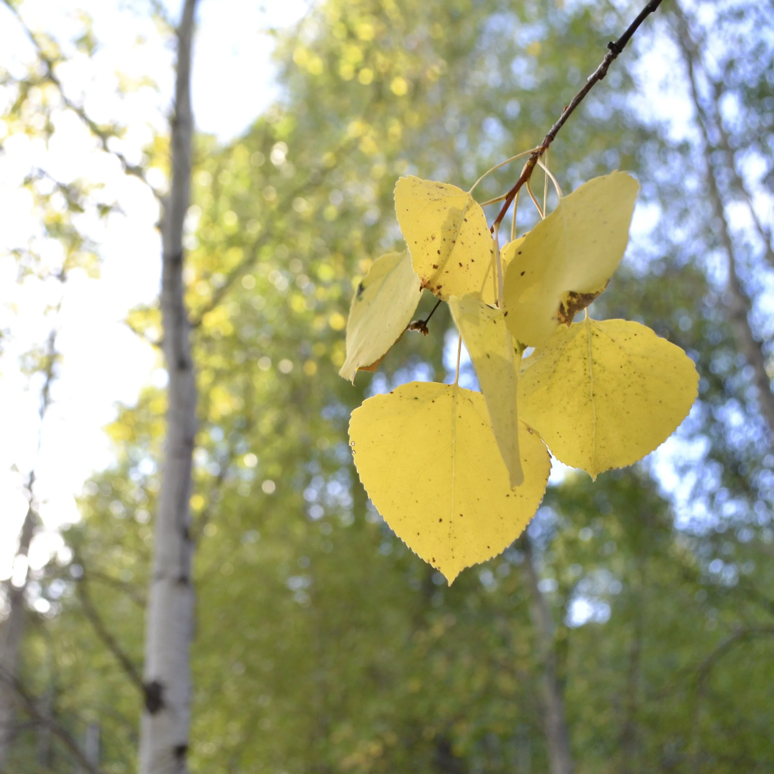 Fun with kids: September, 2016