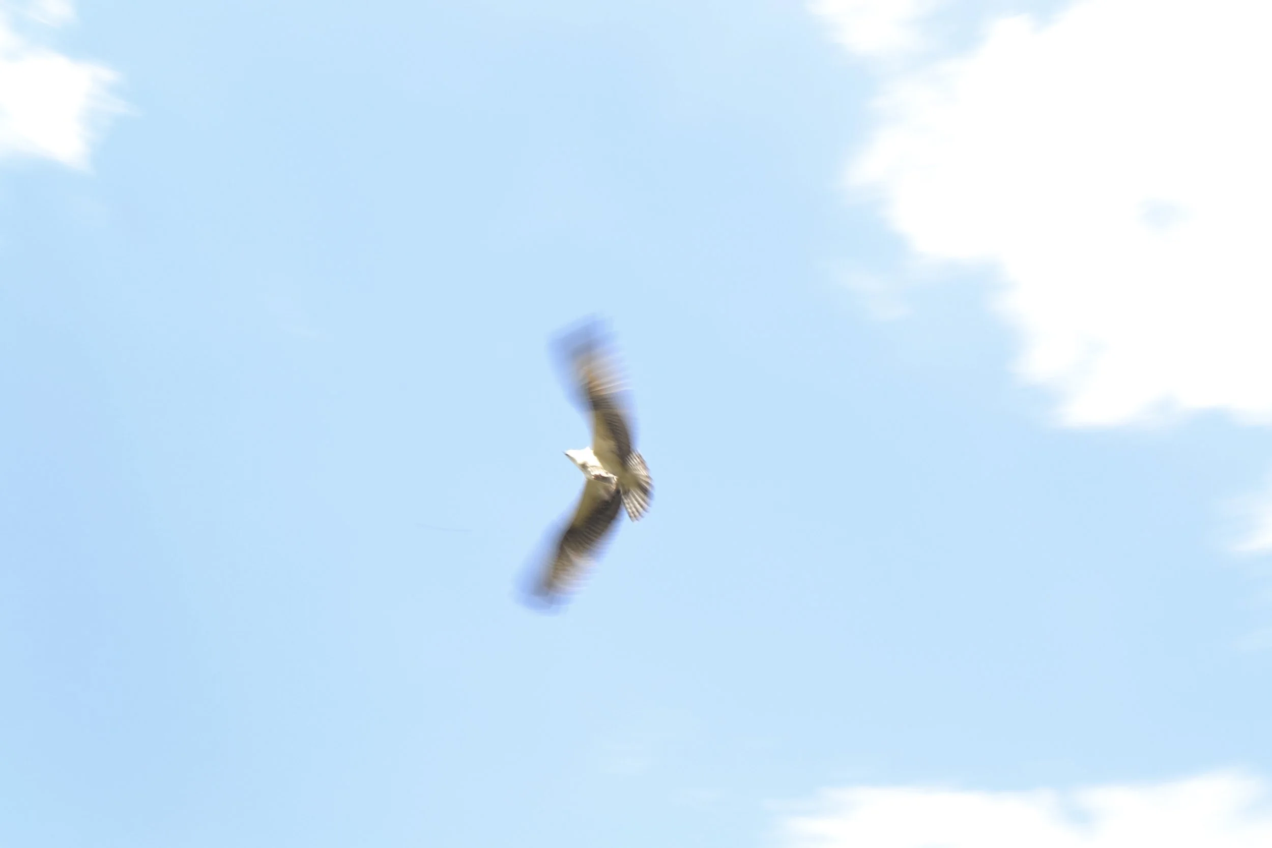 Grace in small things: Osprey edition (September 11, 2016)