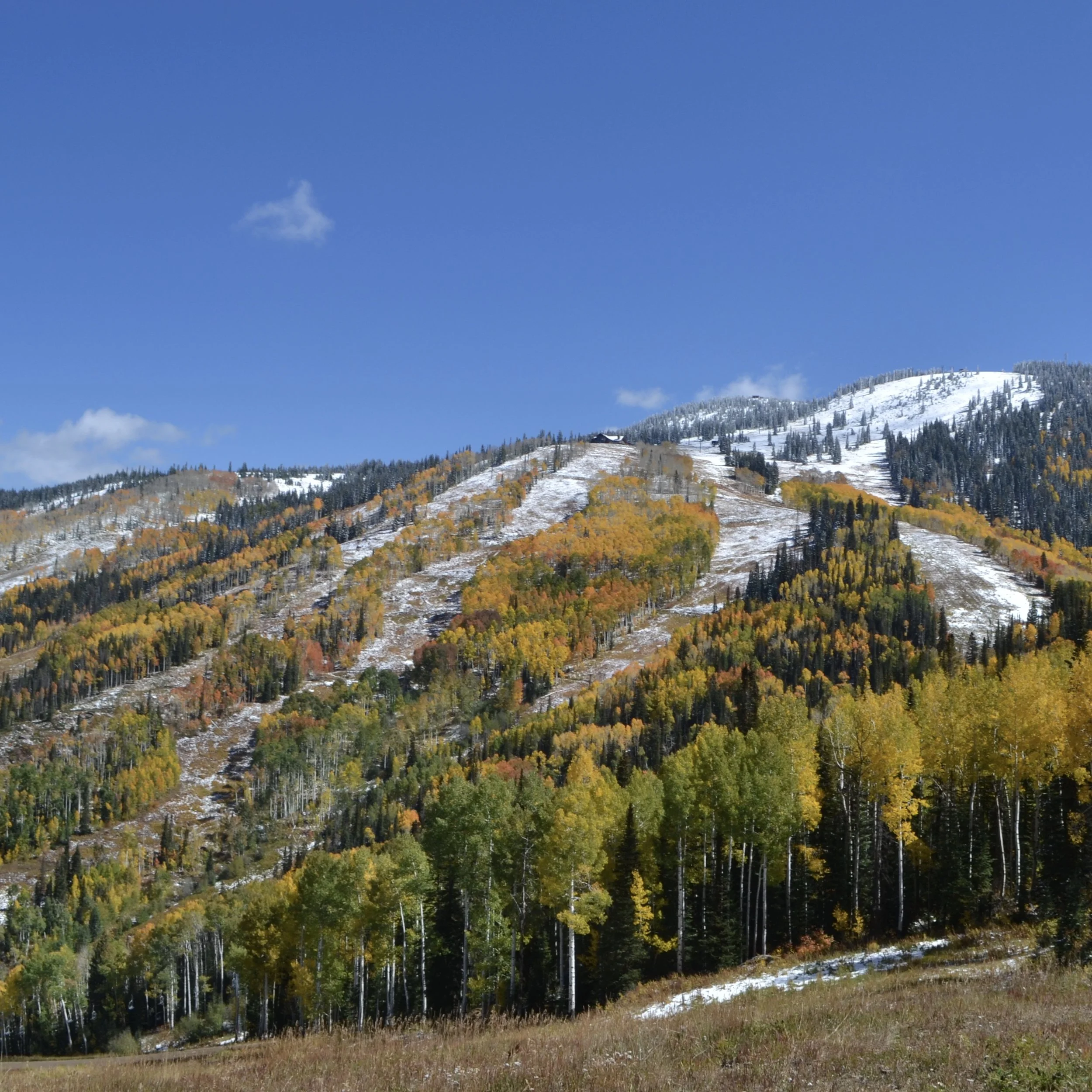 Snow + aspens