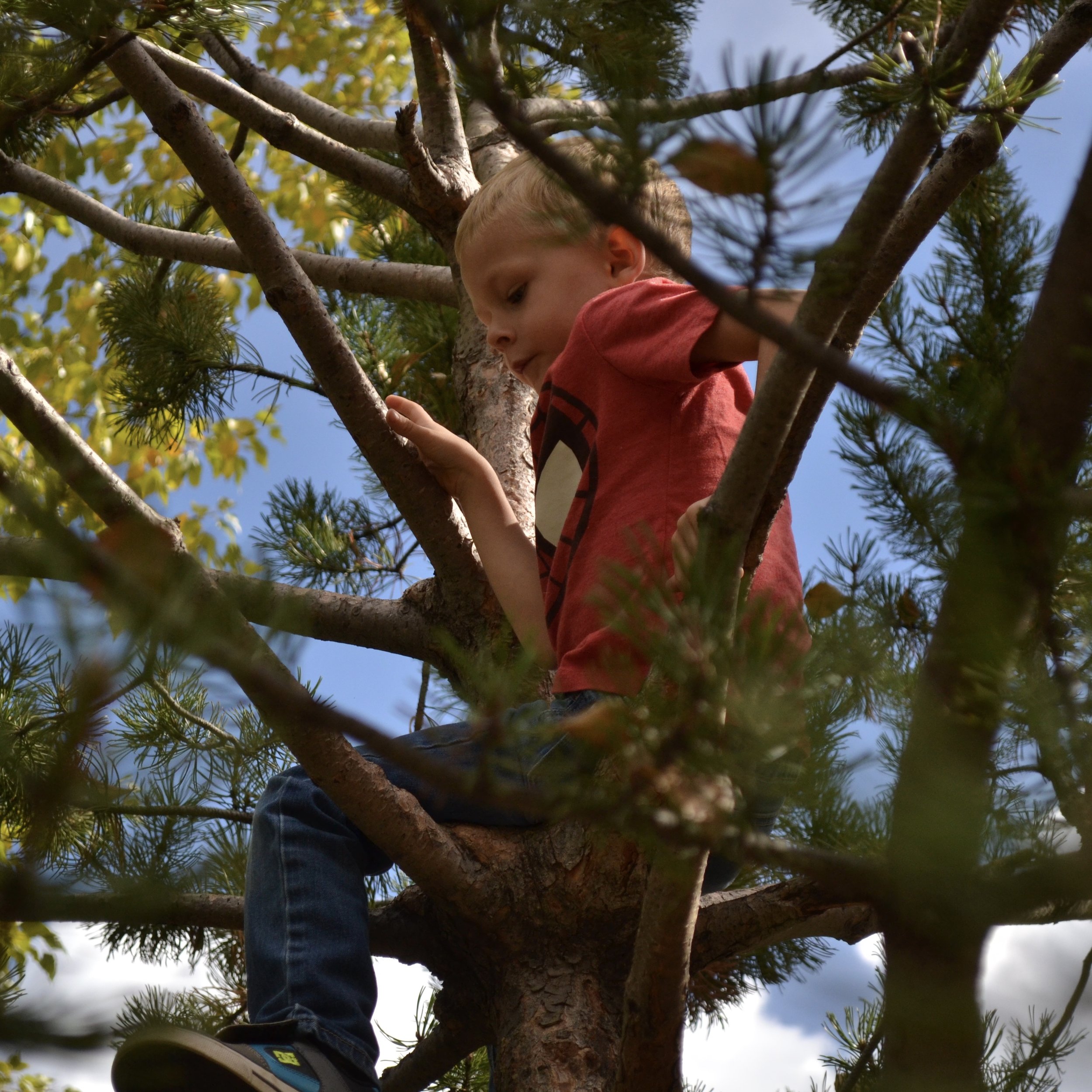 Tree climber