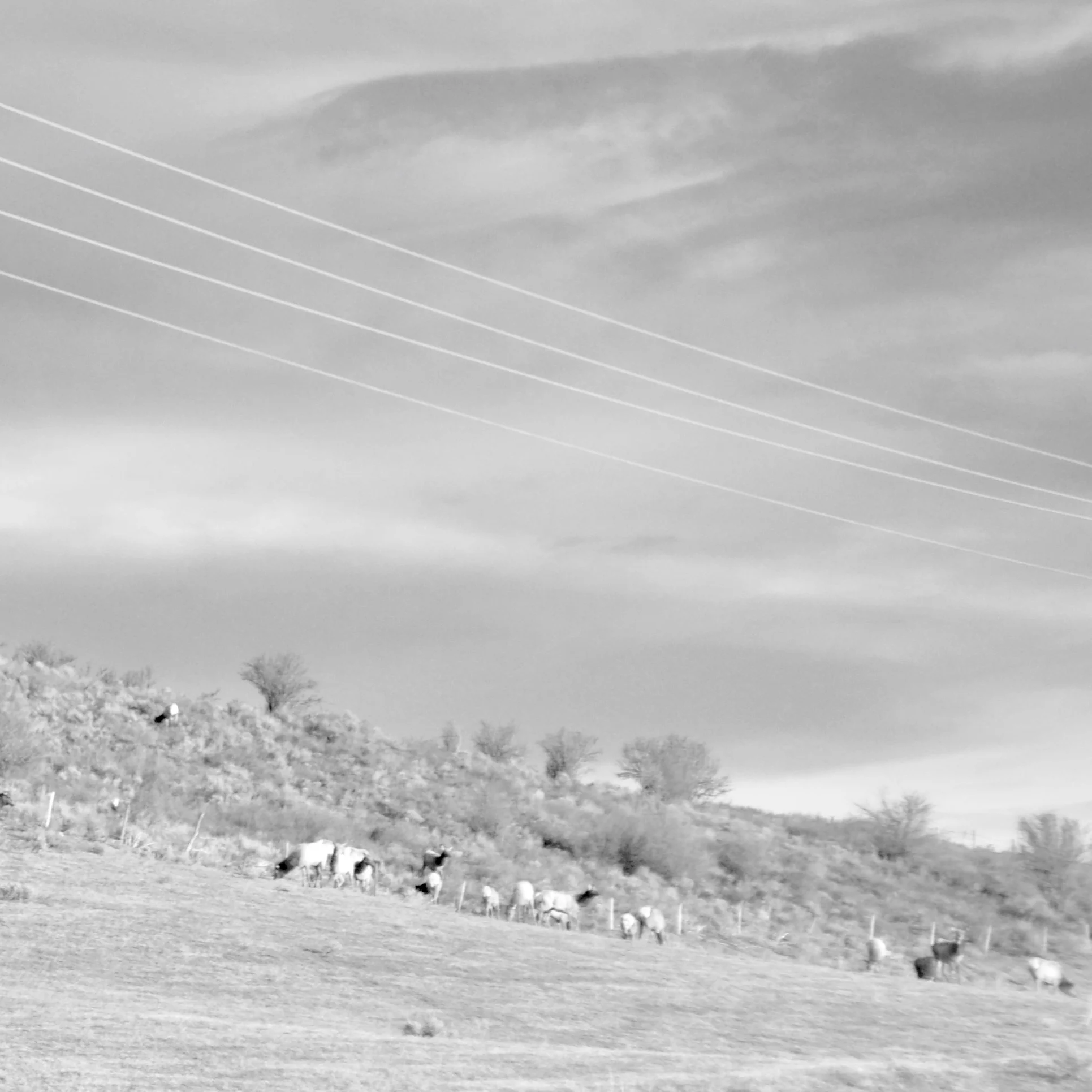 Elk herd