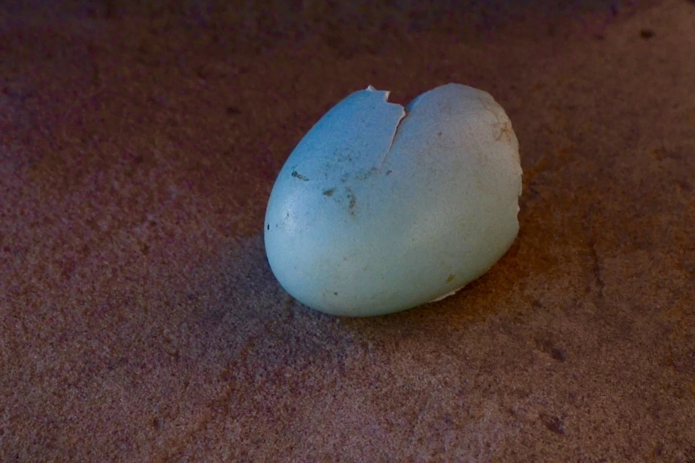 Luke finds a robin's egg