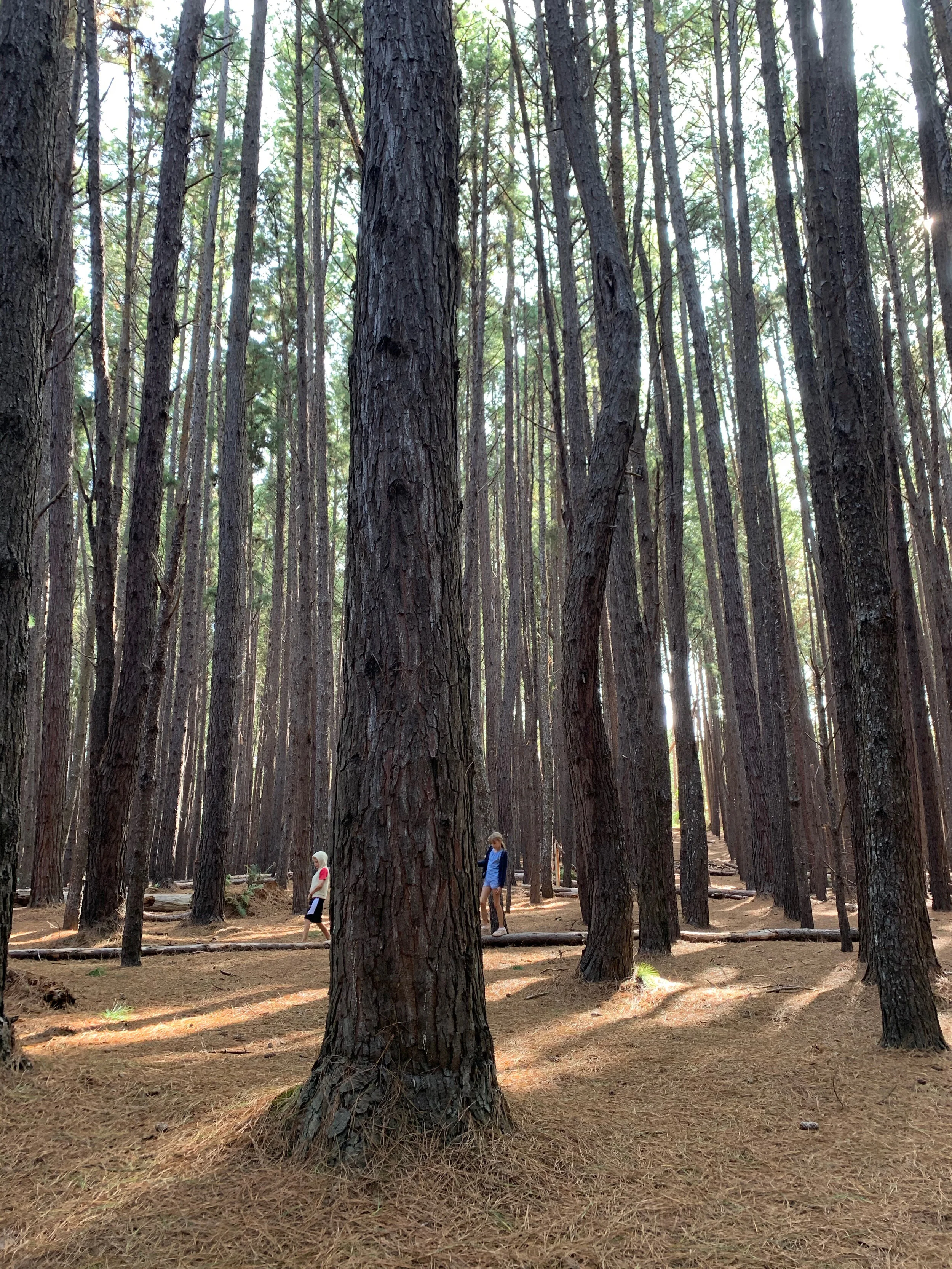 Jerica's birthday, Halloween + a forest hike