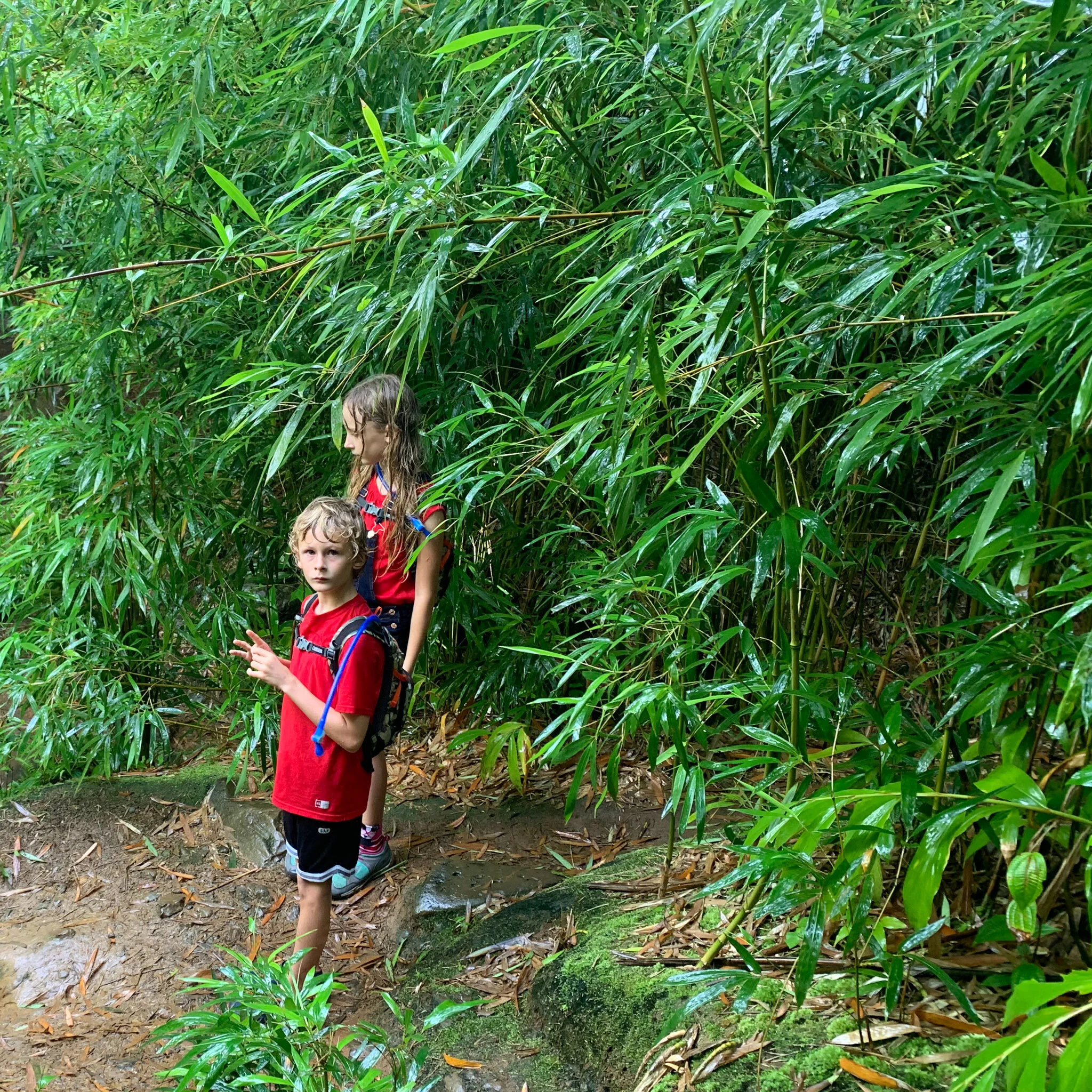 Waicoco opens, some normality + bamboo in the movies and real life