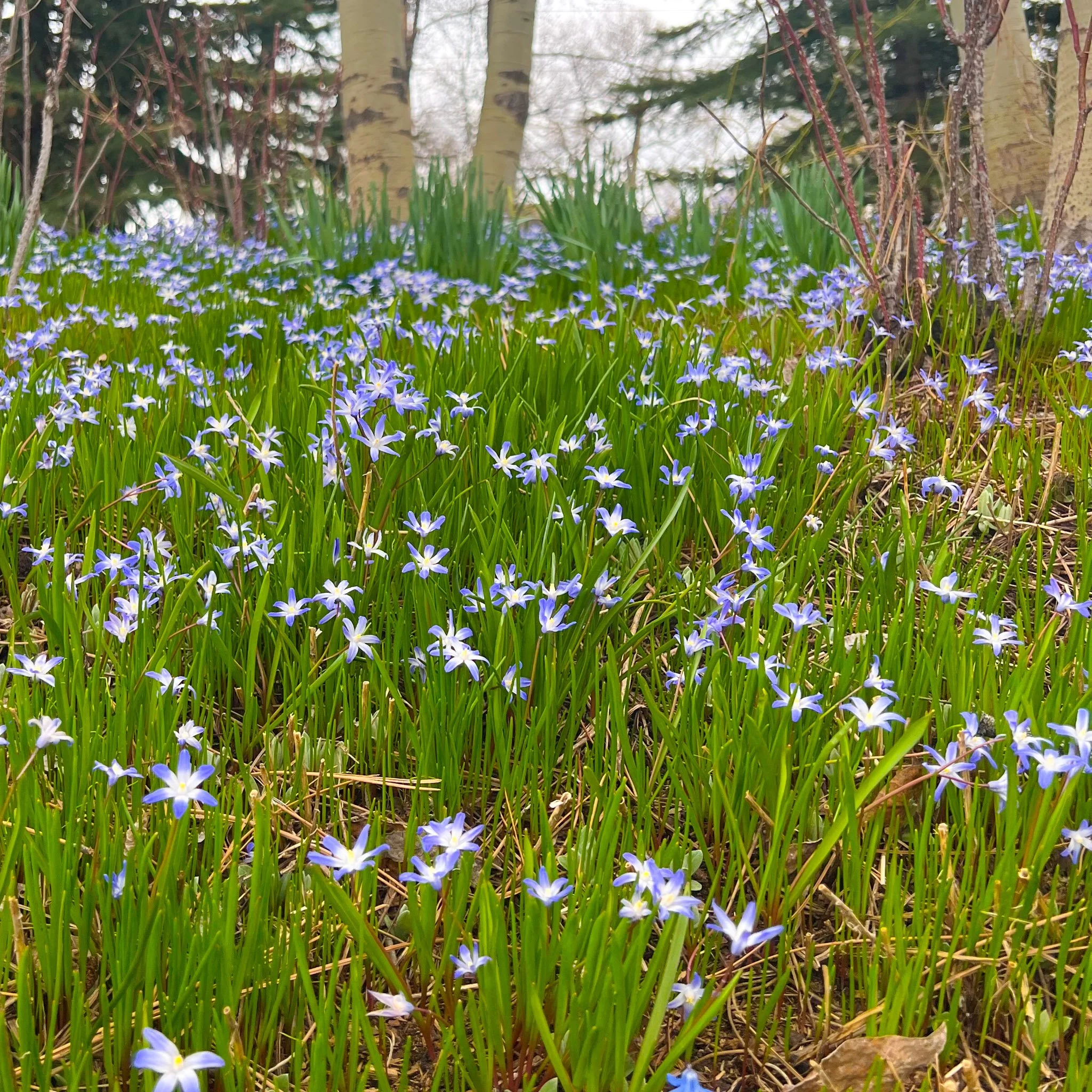 Summer 2022 "Watch and Read" Lists