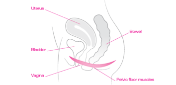The position of the pelvic floor muscles in the body