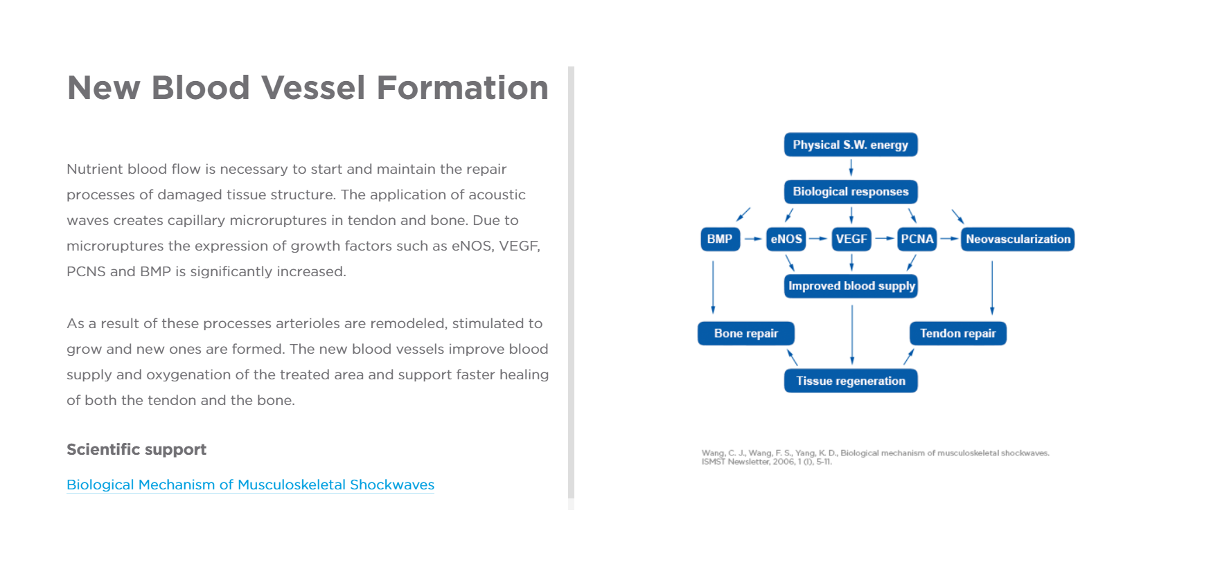 Blood Vessel Formation.PNG