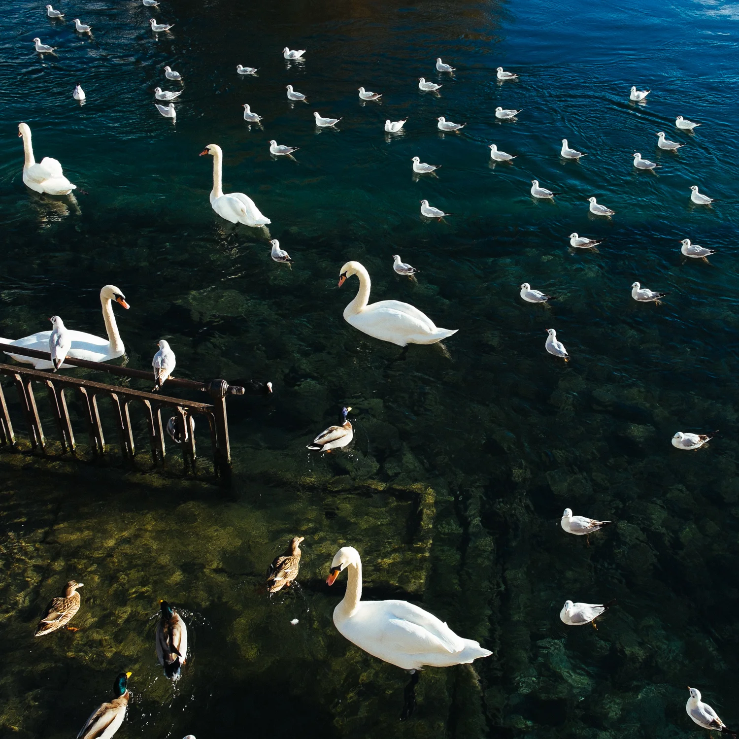 Geneva-swan.jpg
