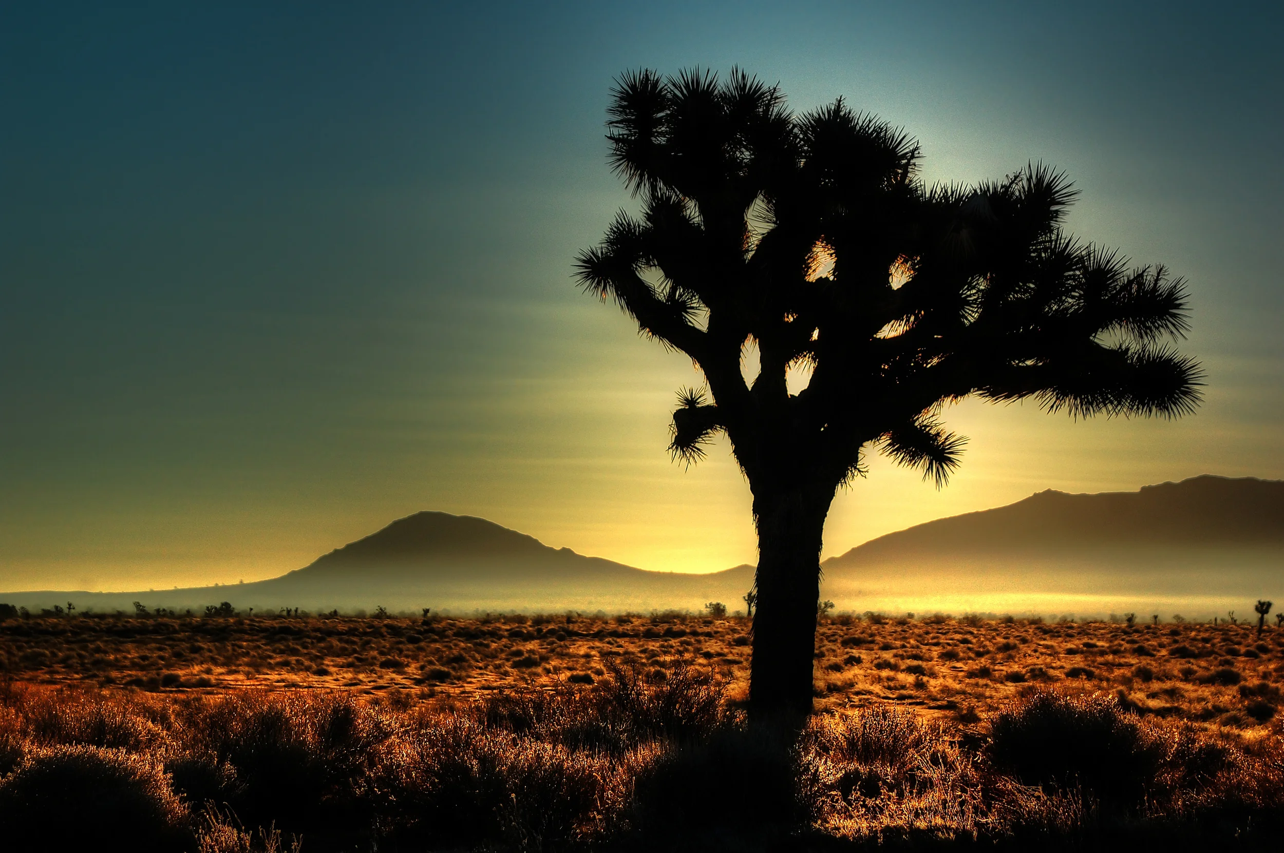 Joshua Tree