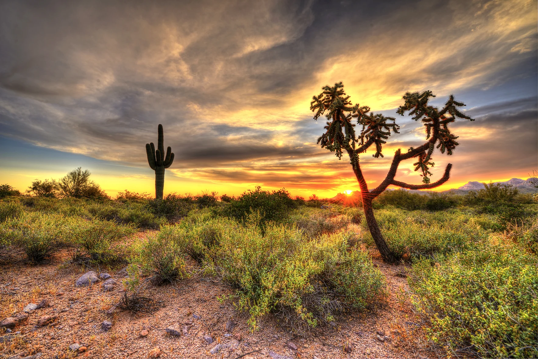 Cholla Sunset