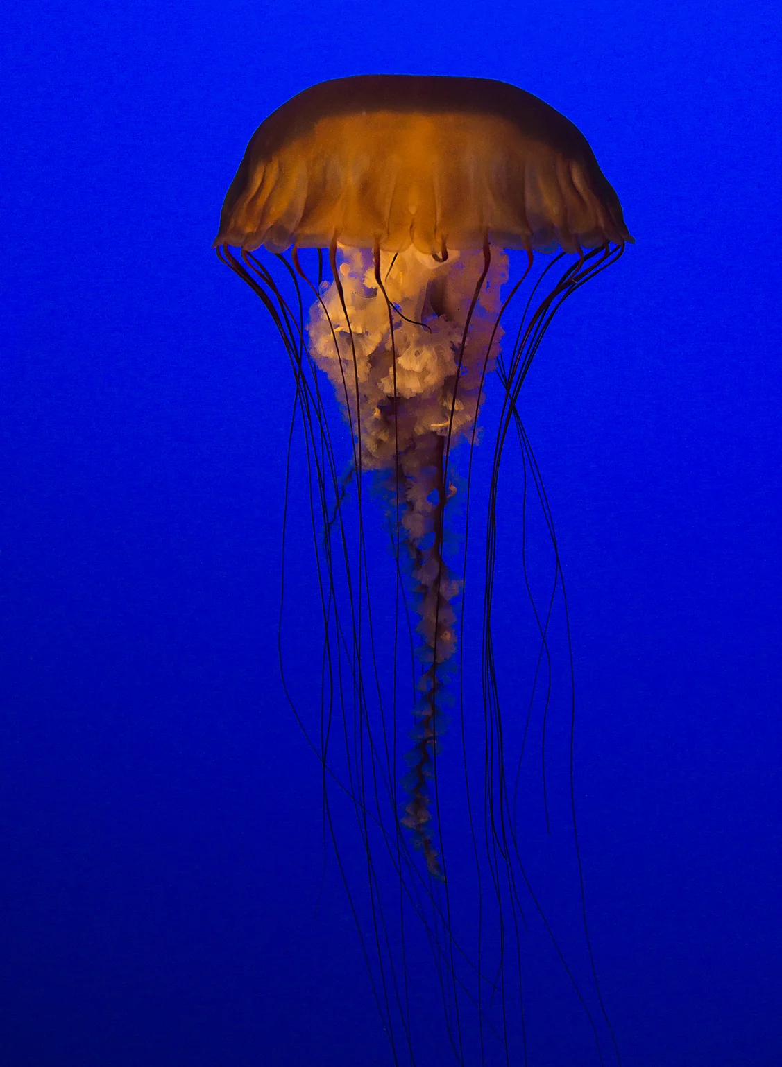 Jellyfish