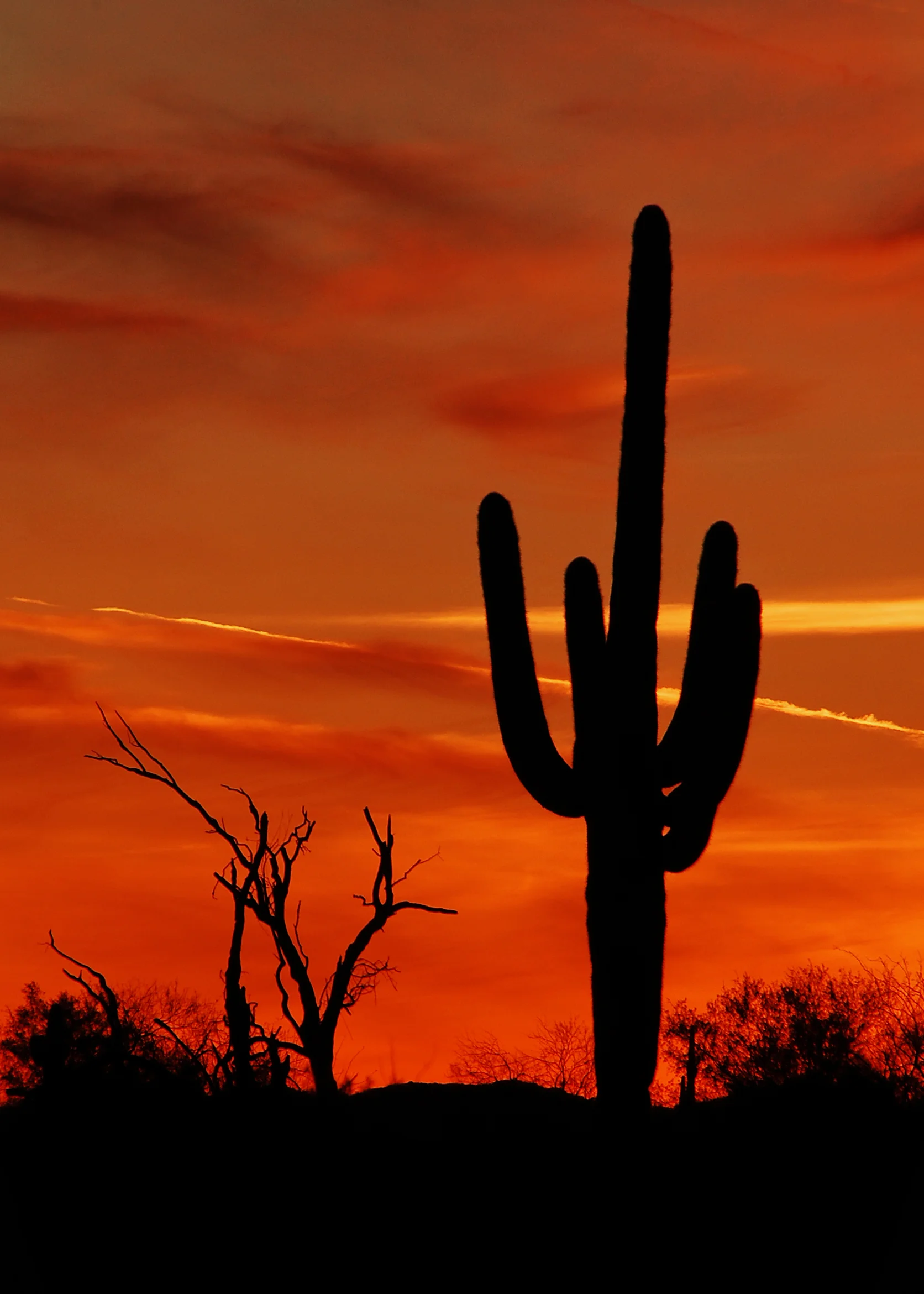 Sunset Cactus