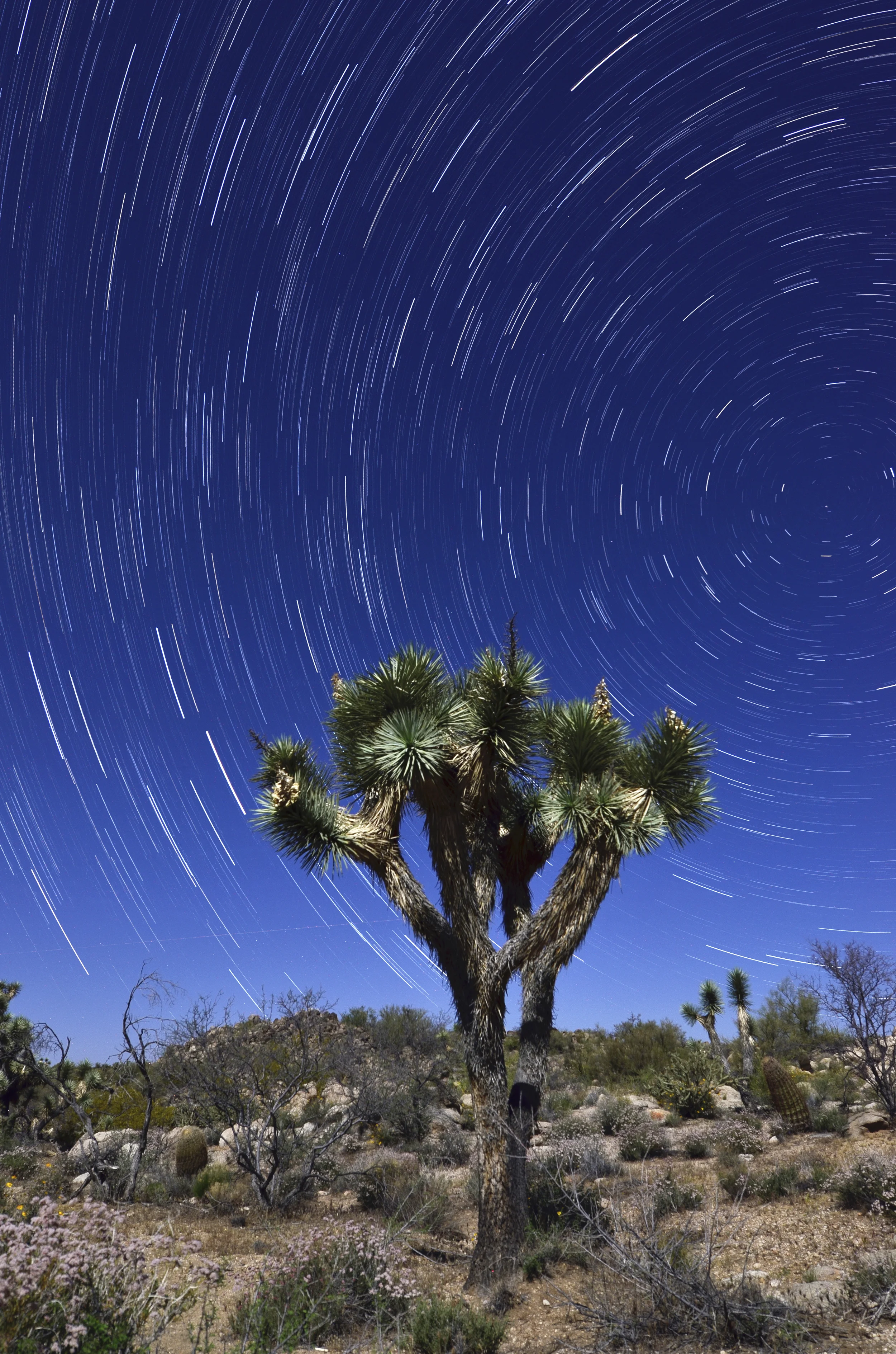 Joshua Tree Startrail