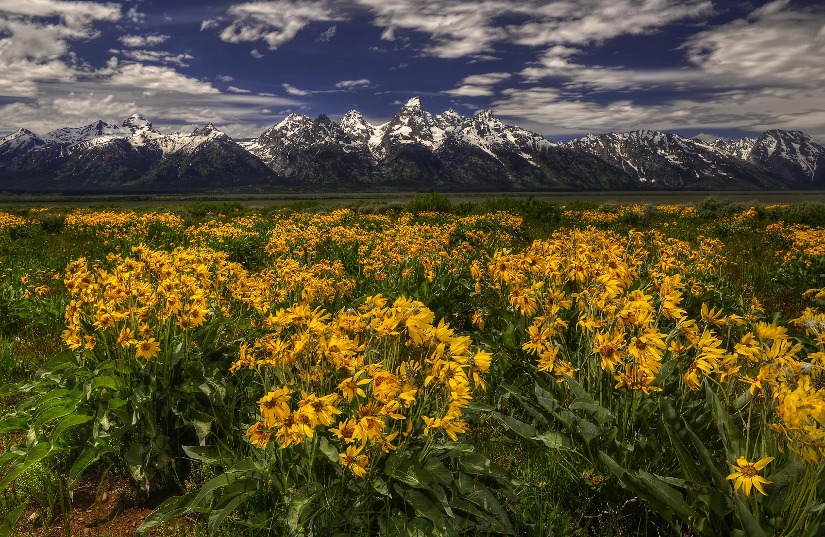 8270 Teton Yellow II resizedd.jpg