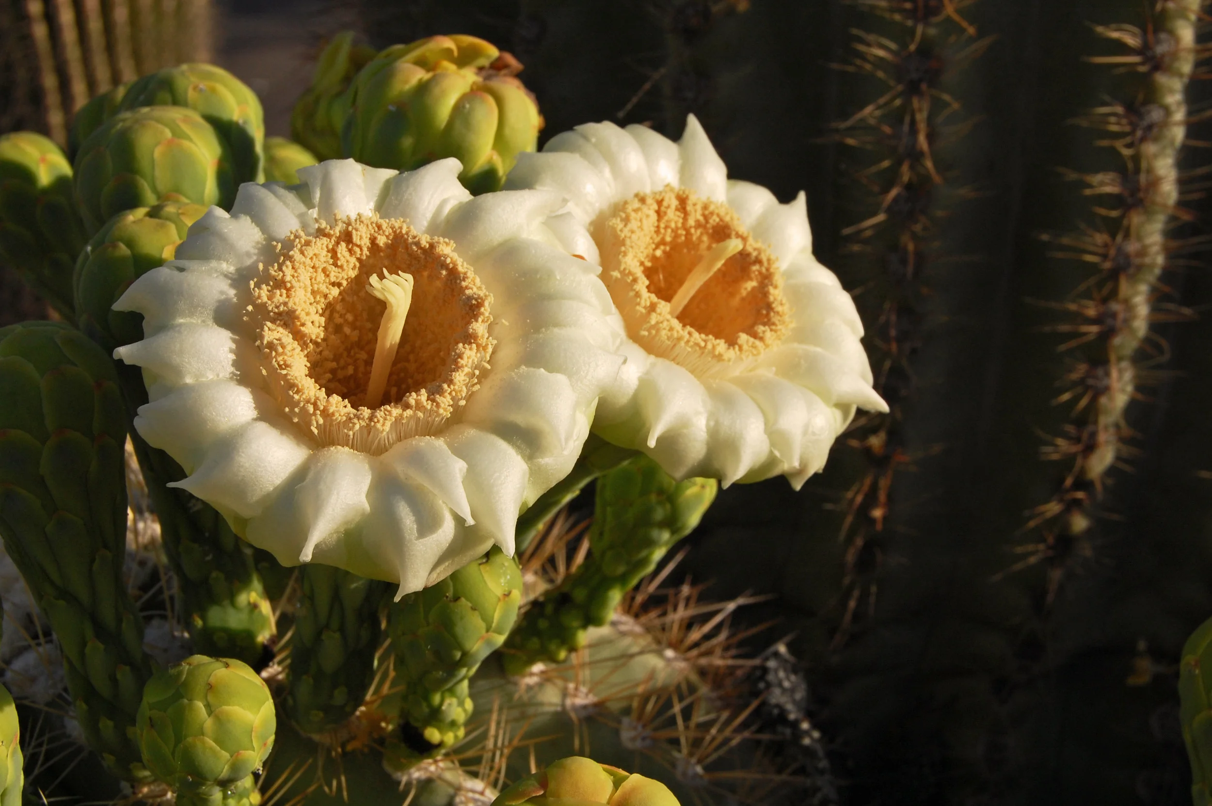 saguarobloom1.jpg