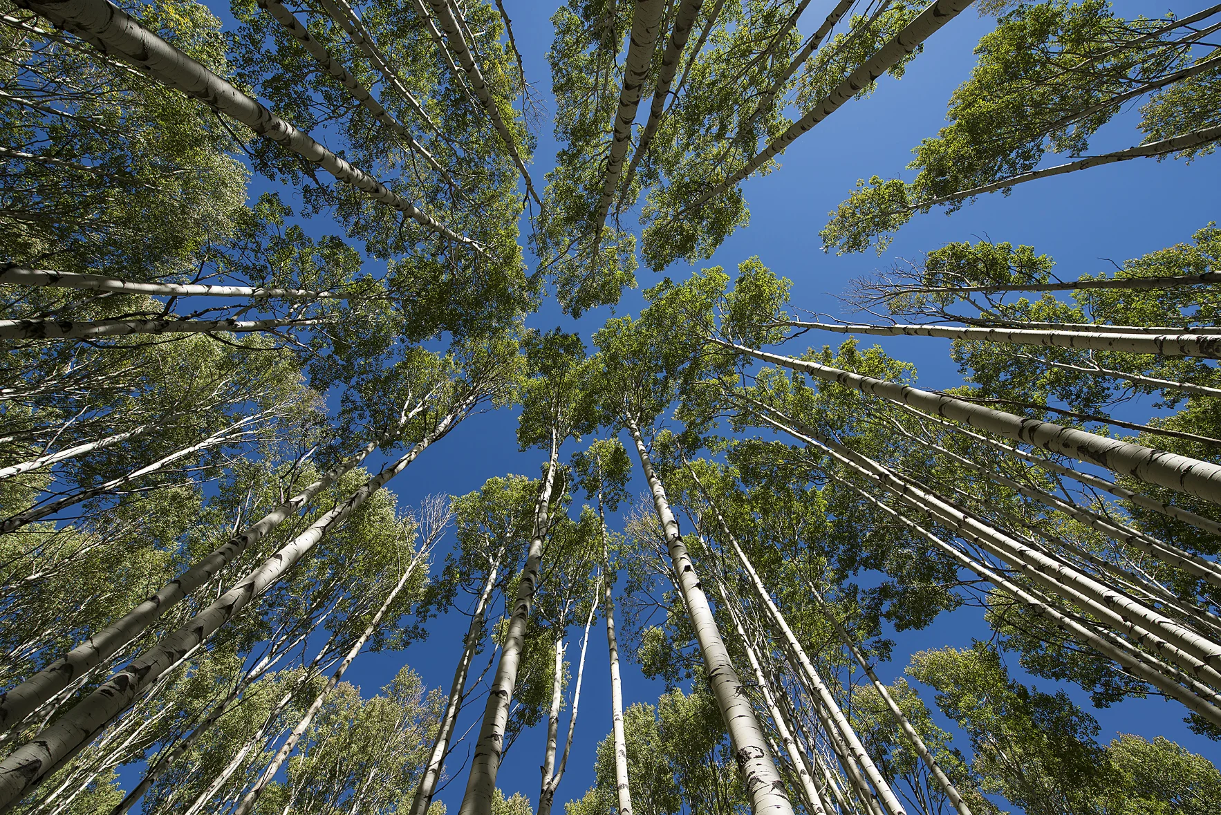 24456 Green Aspen Looking Up II resized.jpg