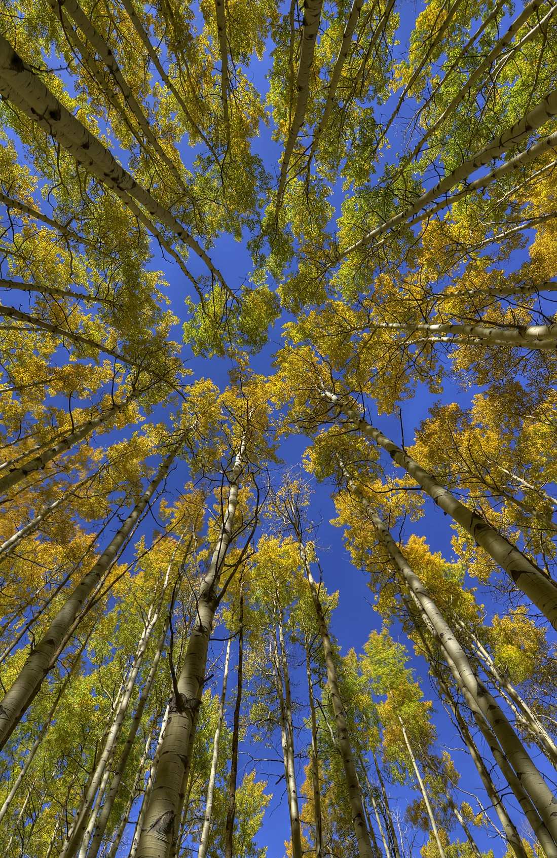 2780 Looking Up Yellow II resized.jpg