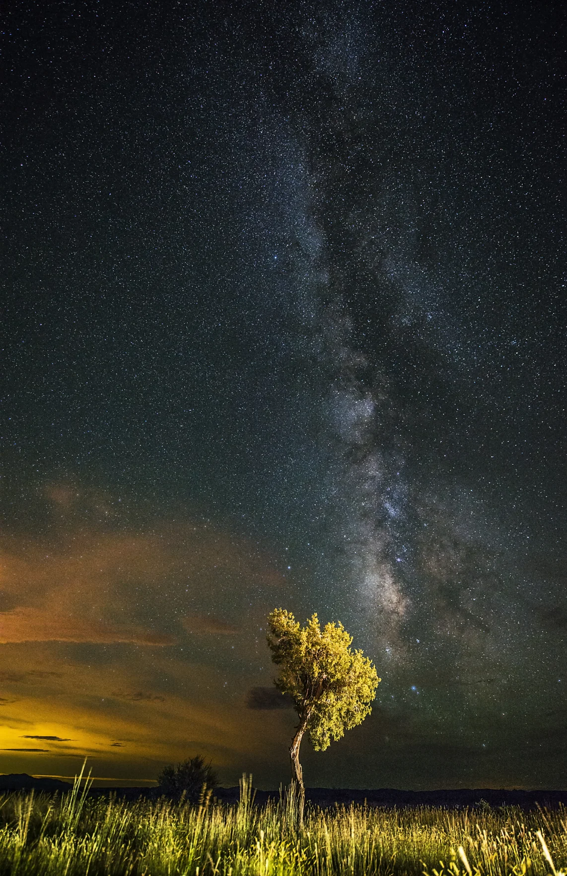 5251 Milky Way Payson Tree III Resized.jpg