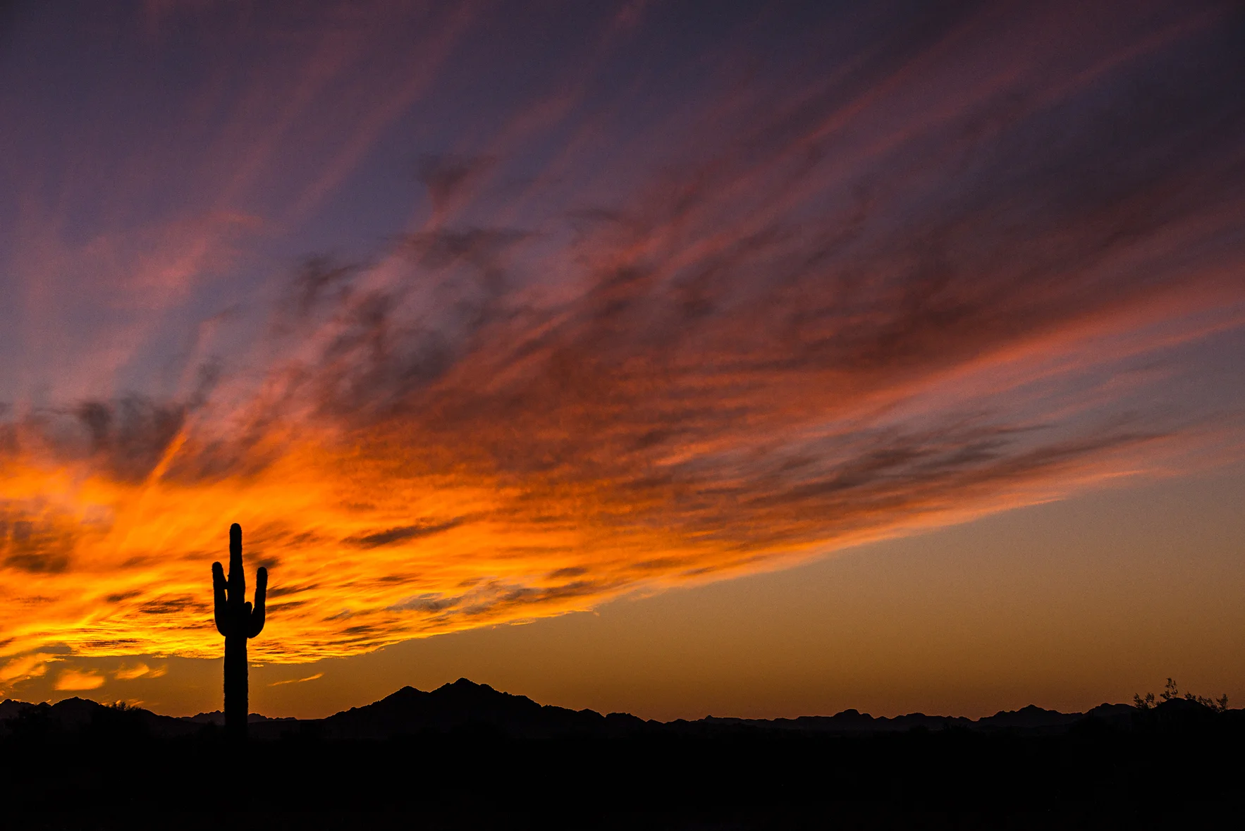 Cactus Sunset