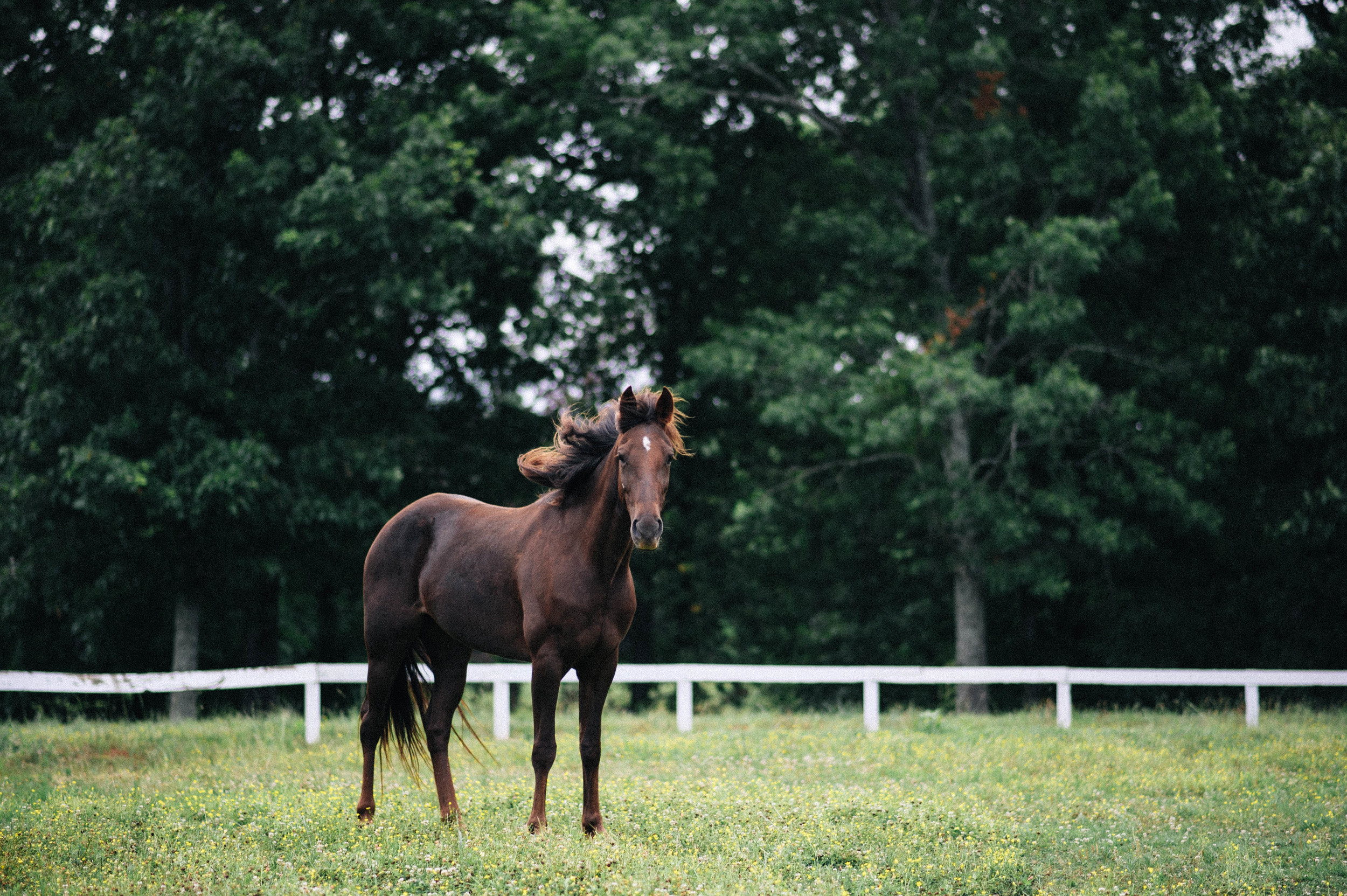 d'herde_family_2015_lilah_is_one (63 of 280).jpg