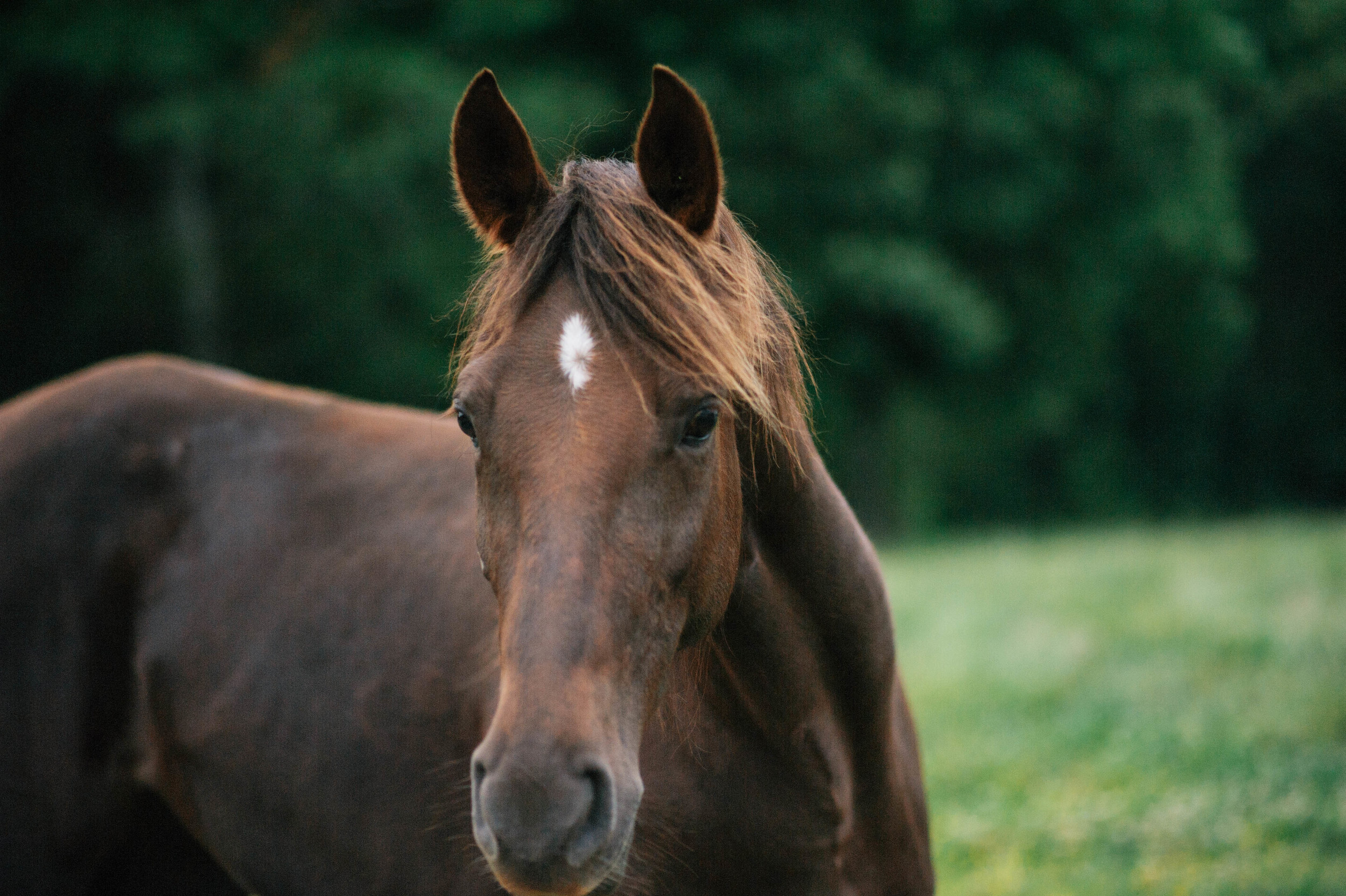 horses (1 of 7).jpg