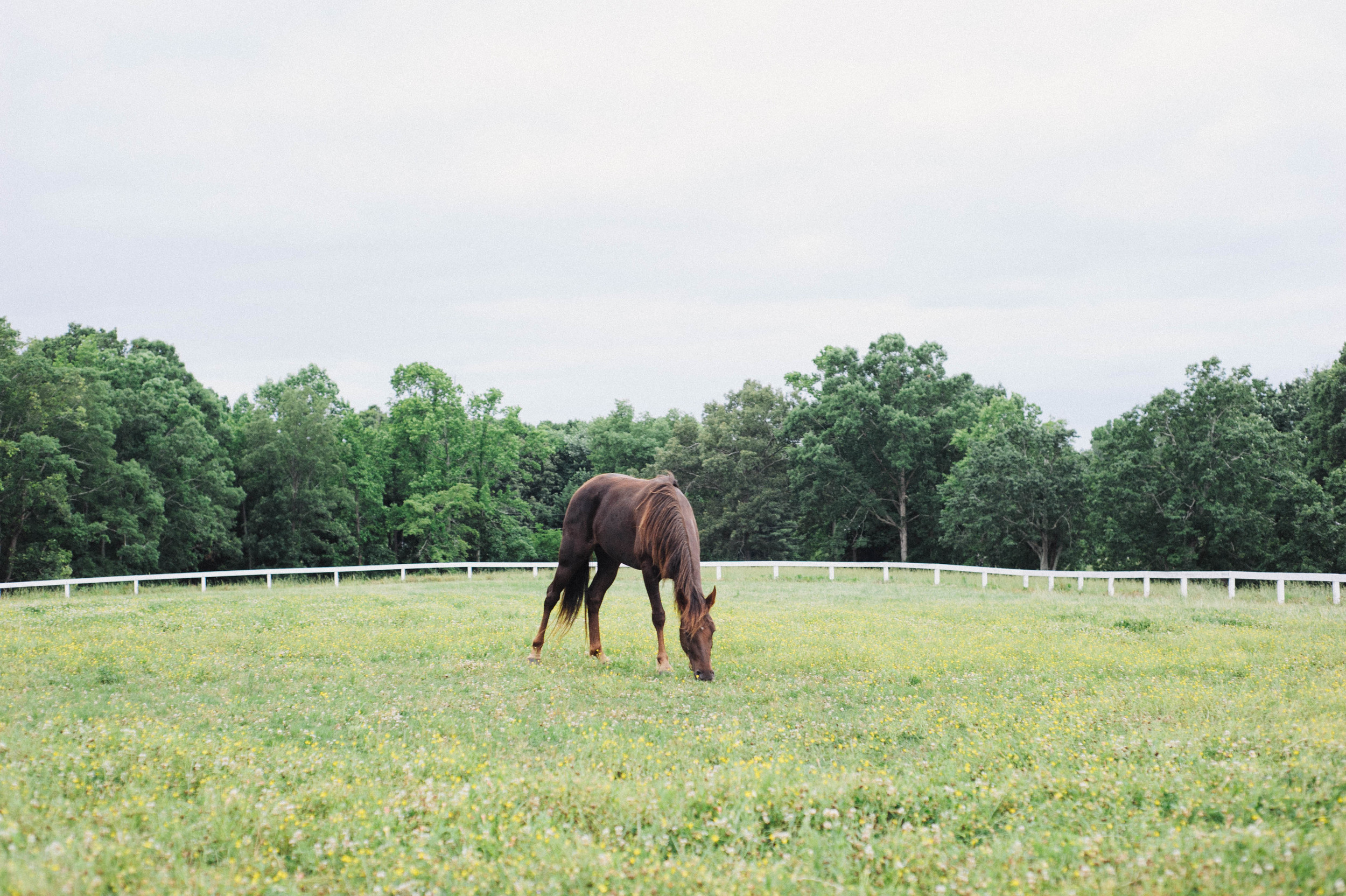 horses (1 of 8).jpg