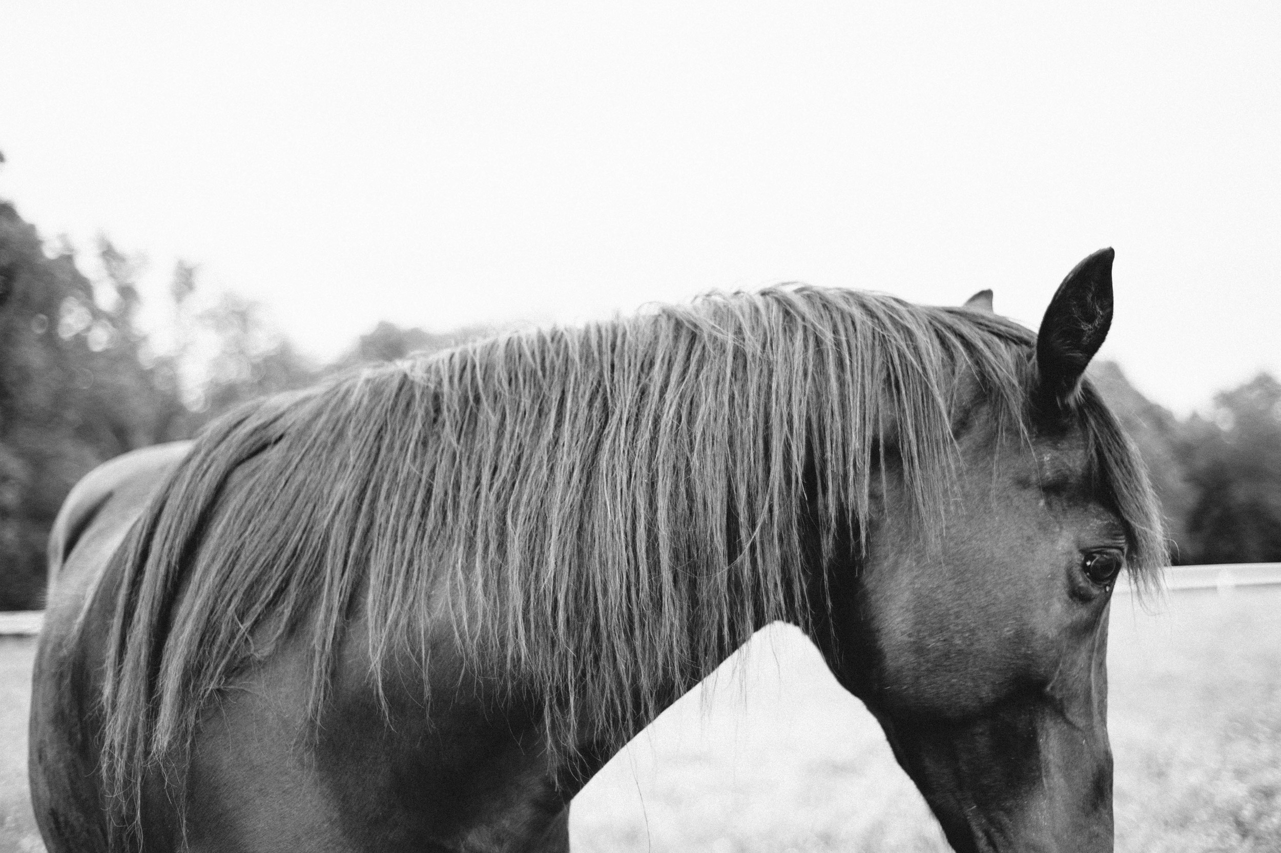 horses (5 of 8).jpg