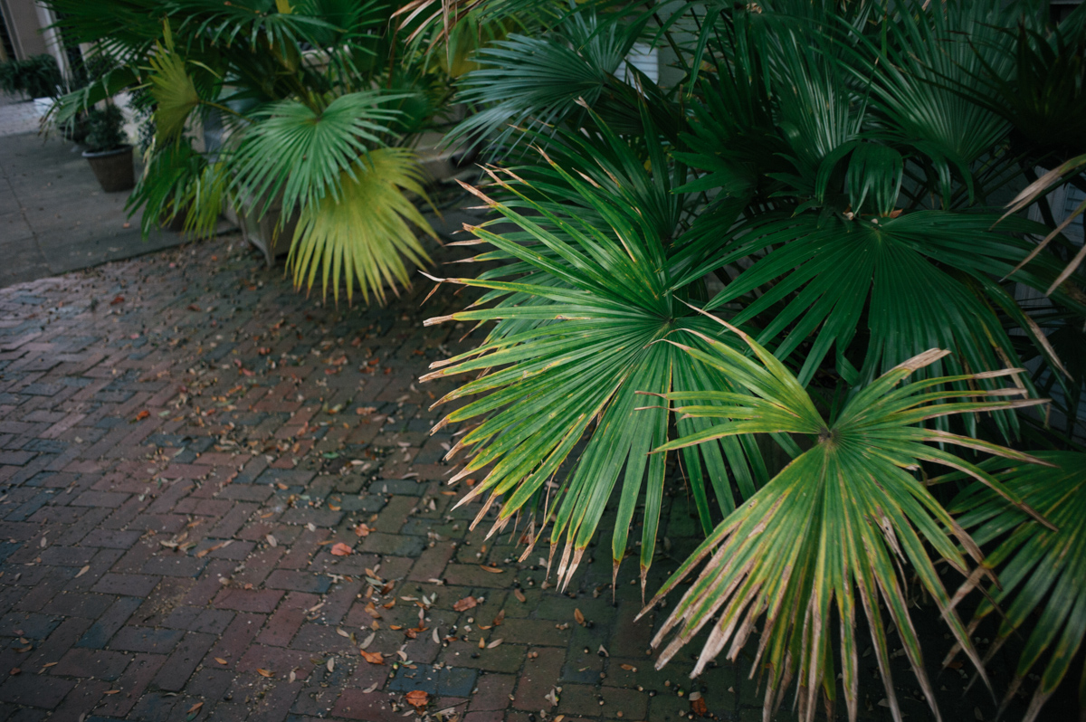 m-newsom-photography-savannah-engagement-photographer-forsyth-park-engagement-jones-street-engagement-session-savannah-georgia- (27 of 31).jpg