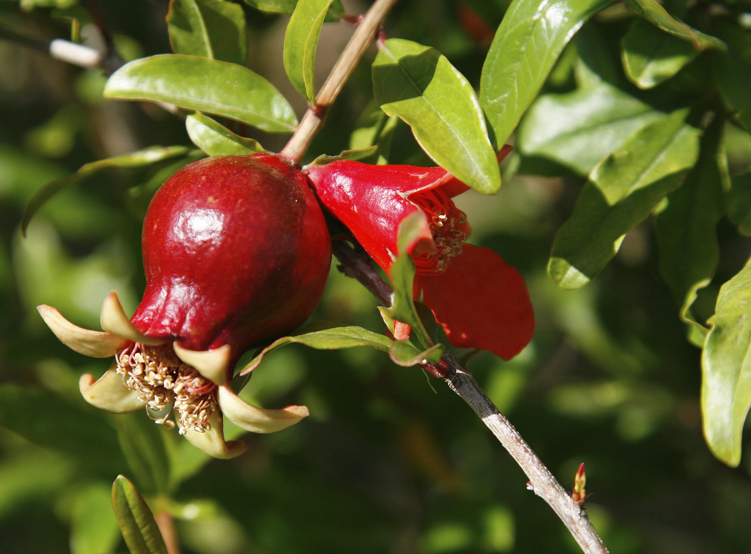 Developing_Fruit_1.jpg